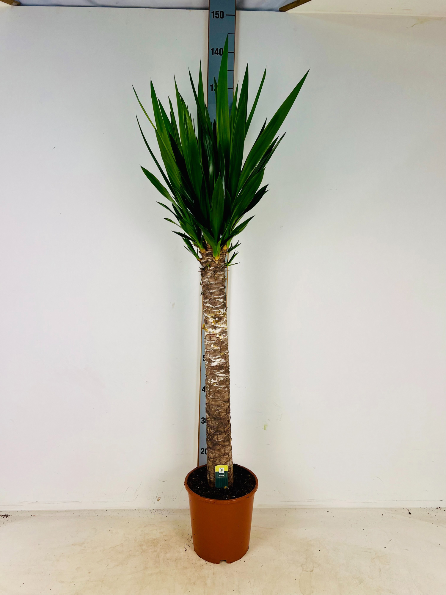 Yucca Elephantipes 1 stam 75cm 3kop+ P21cm, D 21