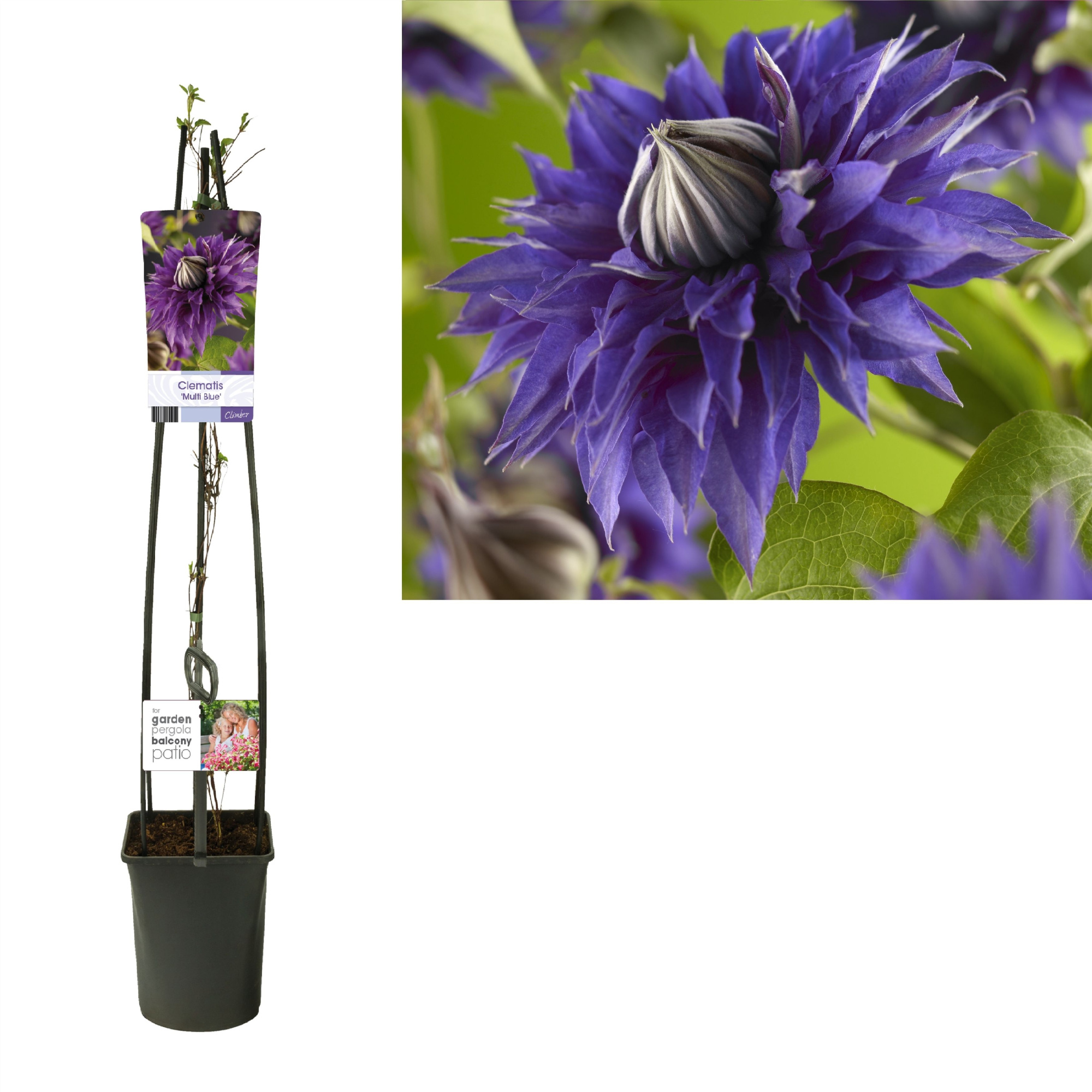 Clematis 'Multi Blue' +light label, D 23