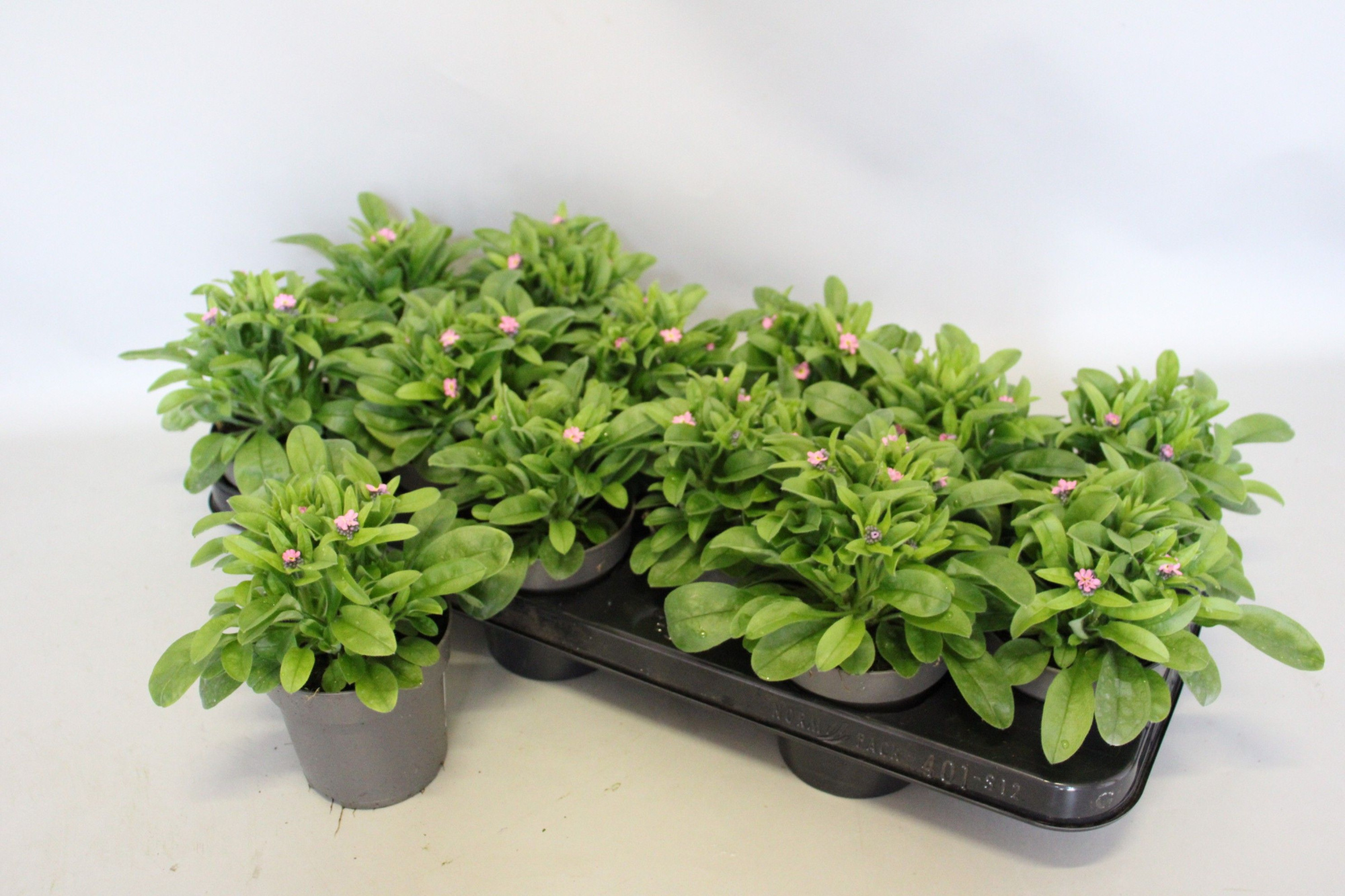 Myosotis Rose 10,5 cm, D 10,5