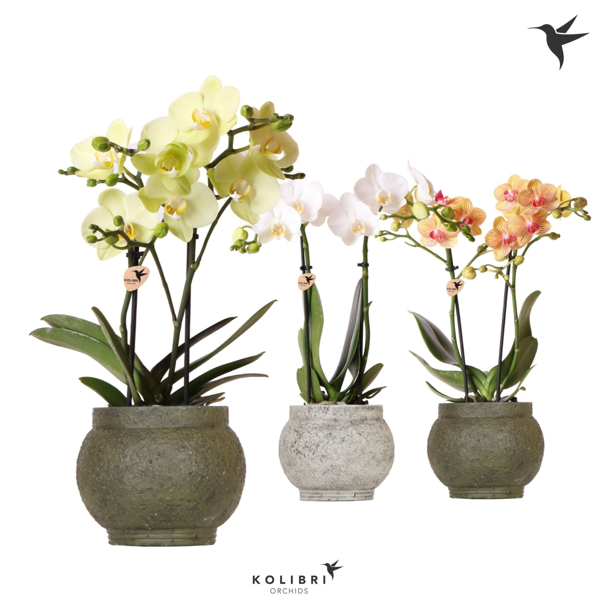 Kolibri Orchids Phalaenopsis mix 2 spike in Ancient pot green, D 9