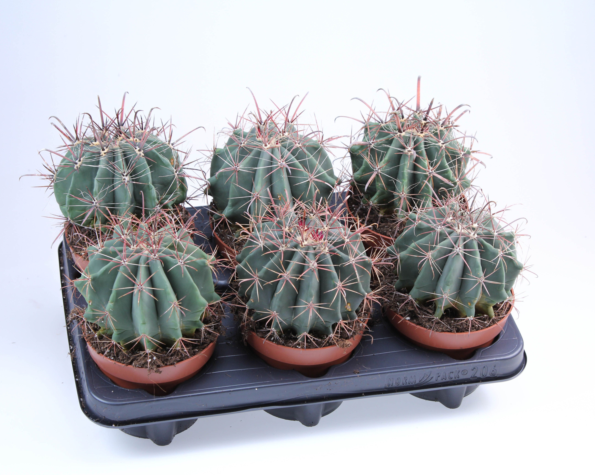 Ferocactus Horridus, D 12