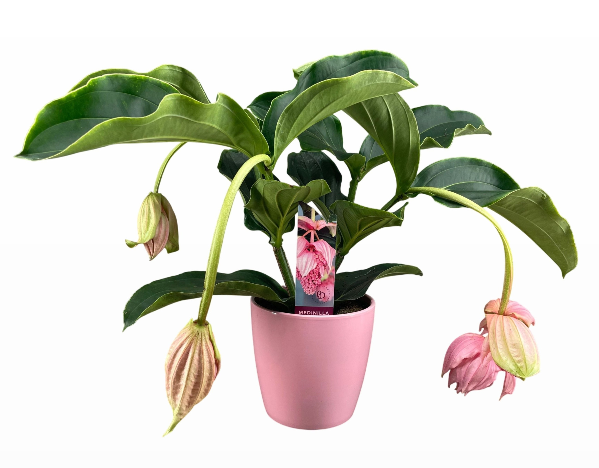 Medinilla Magnifica 2 etage 3/4 knop in roze keramiek, D 19