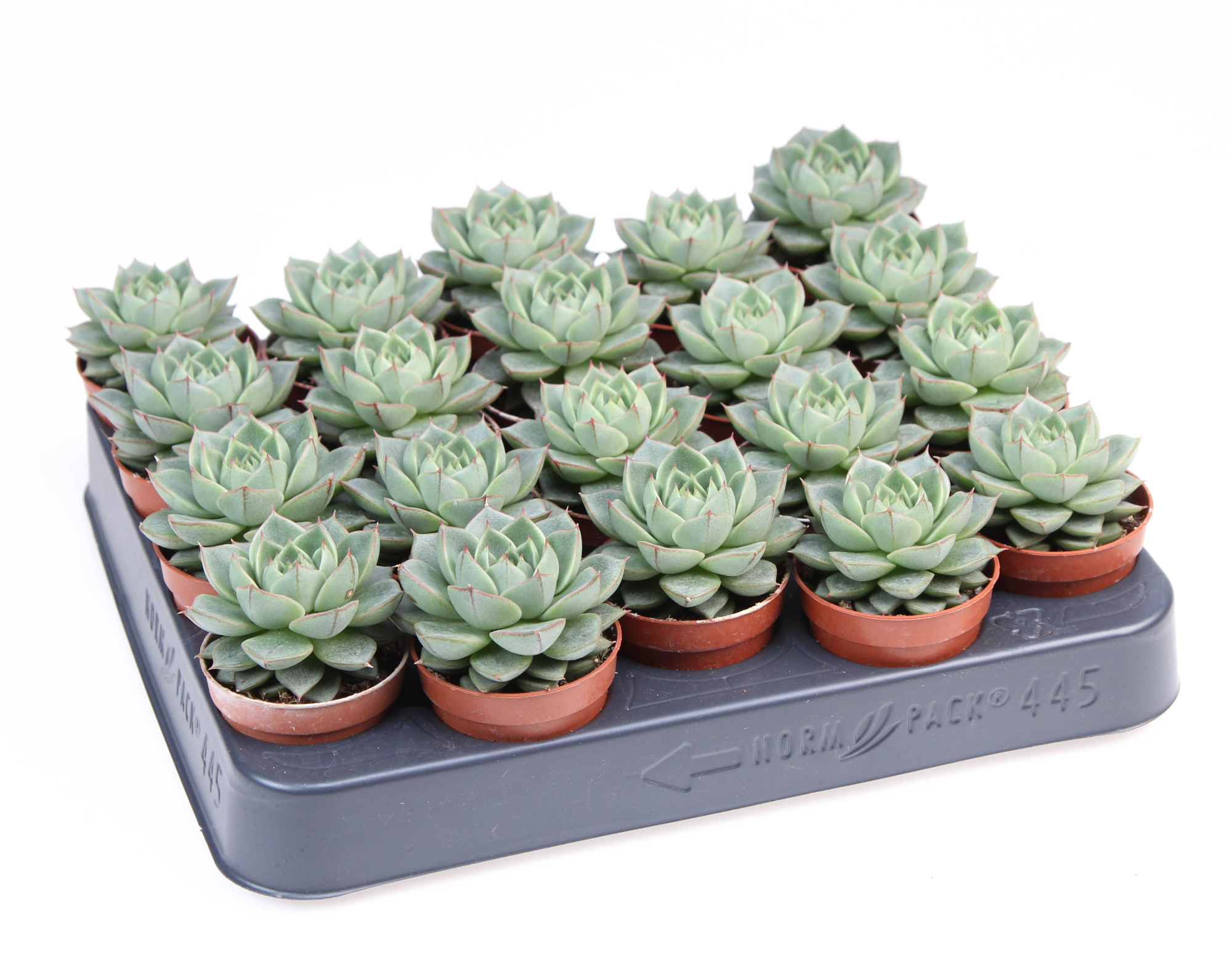 Echeveria fabiola, D 5,5