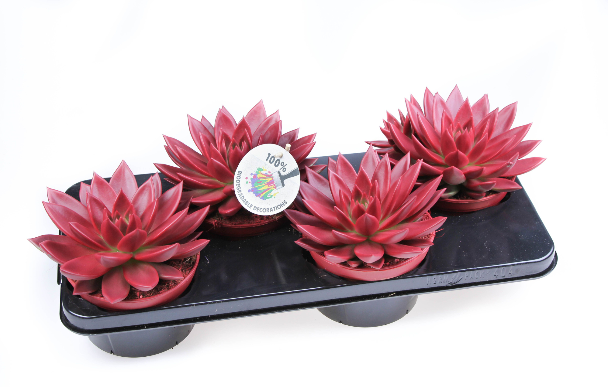 Rainbow bordeaux red, D 15