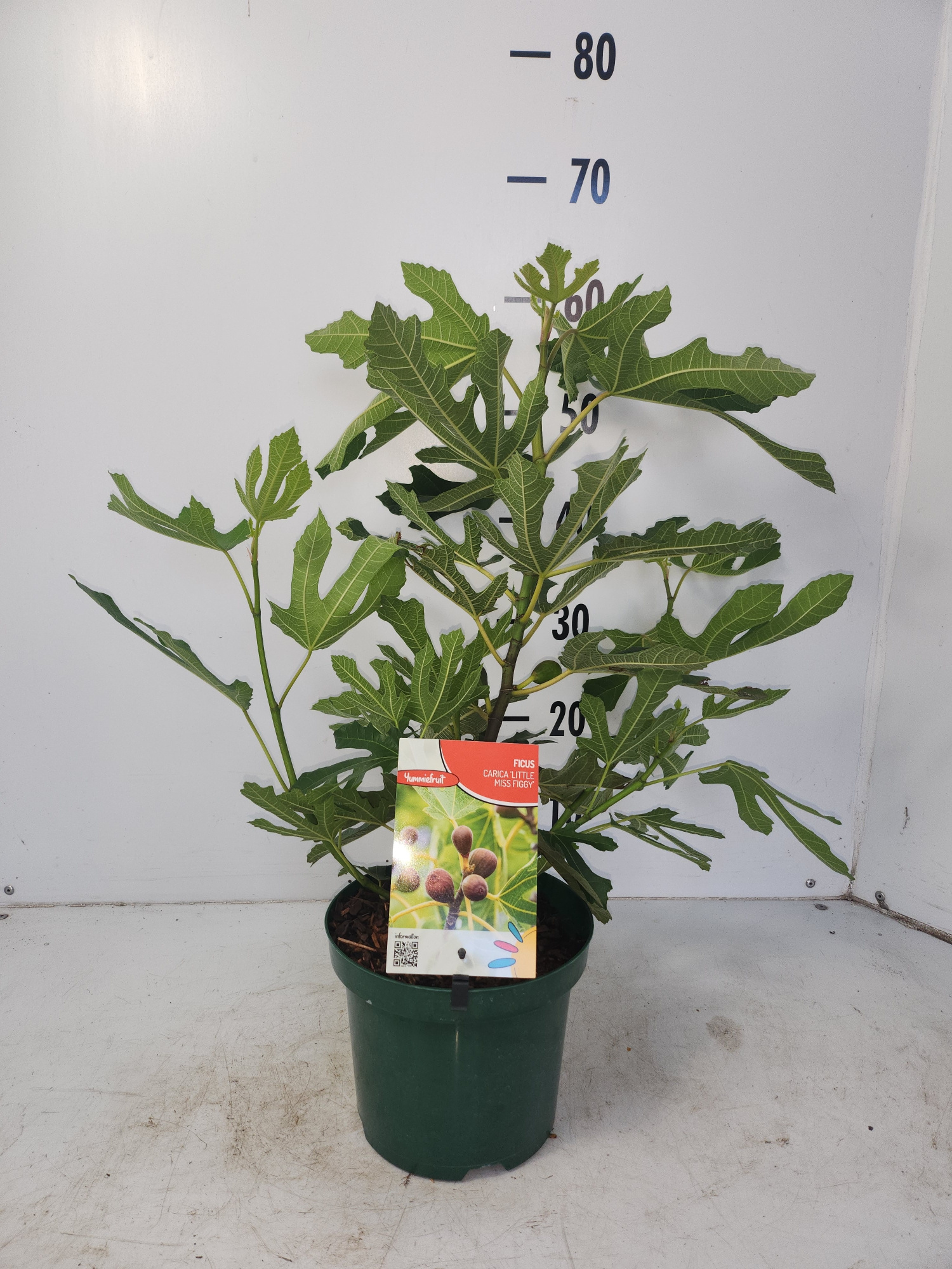 Ficus carica Little Miss Figgy, D 19