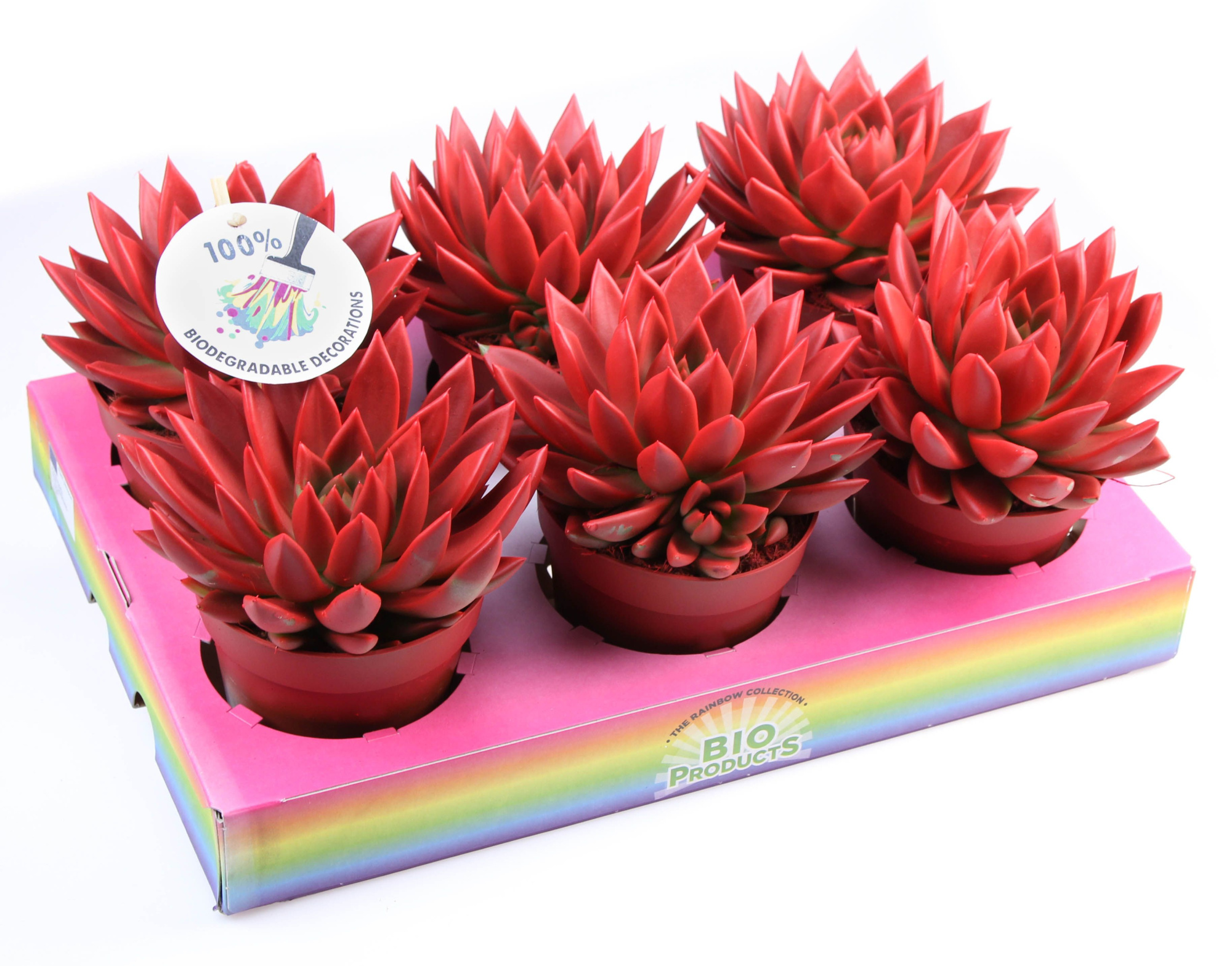 Bio miranda rainbow red, D 12