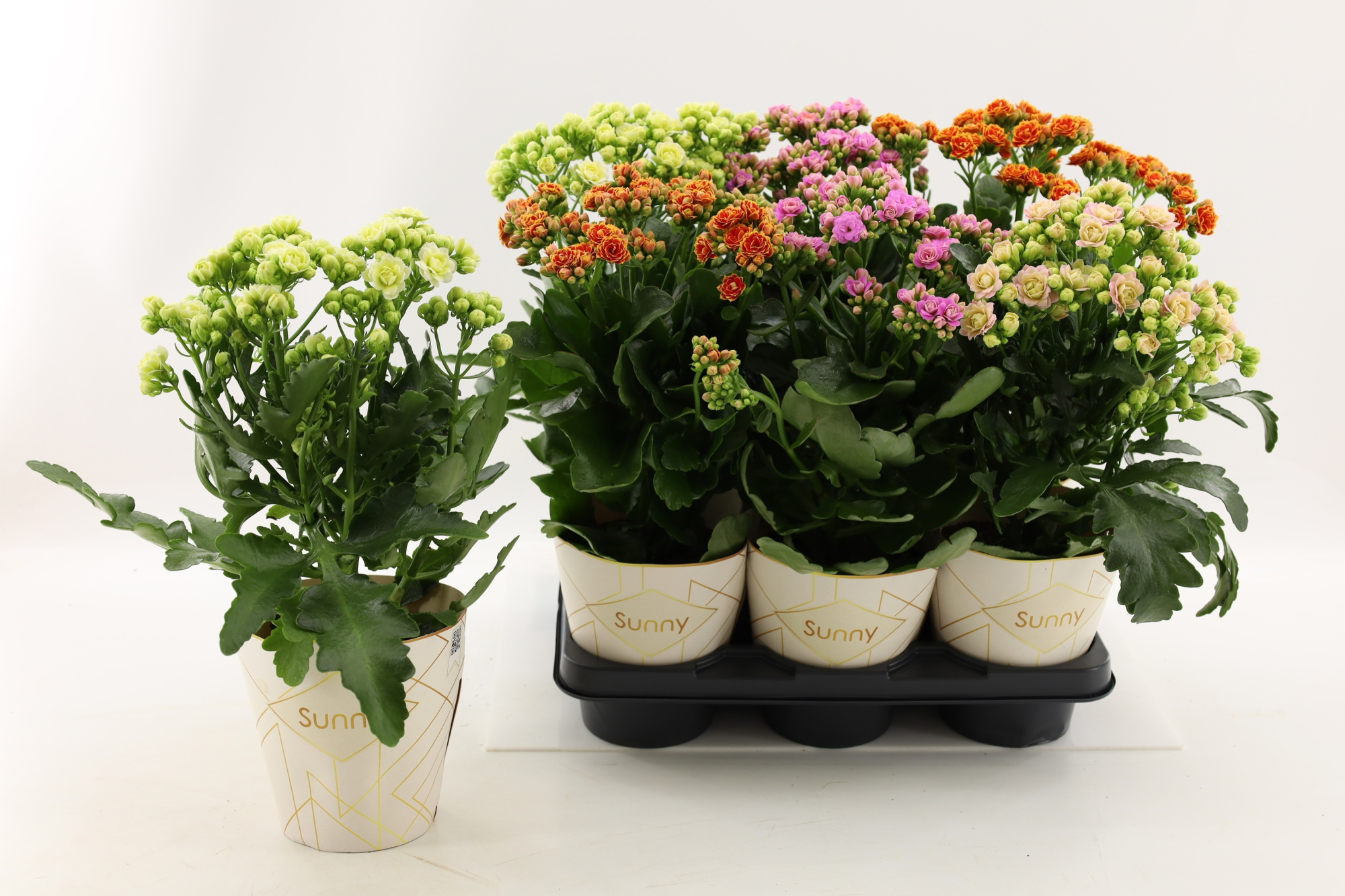 Kalanchoe Sunny mix in tray, D 14