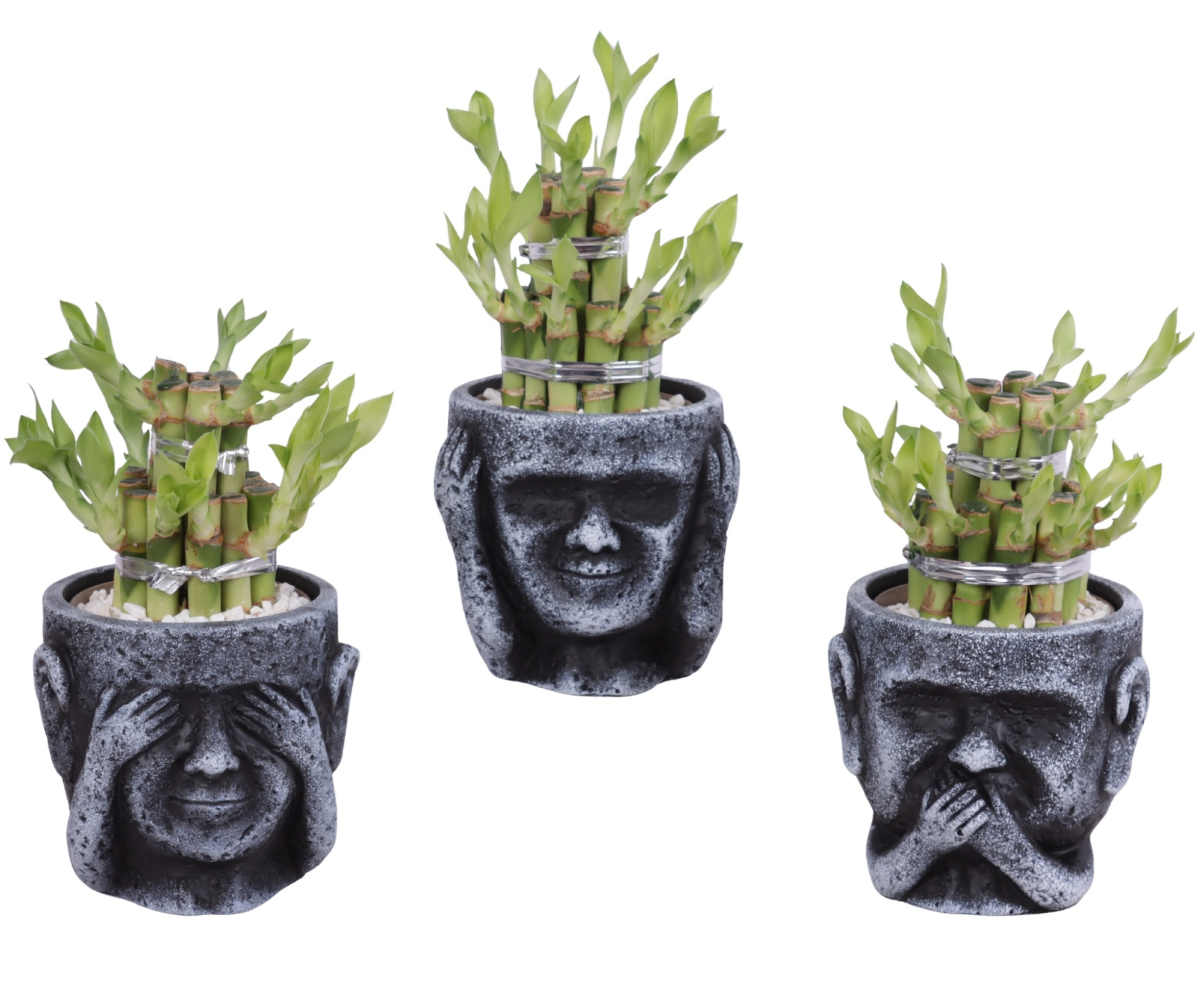 Lucky Bamboo Shape Round 2B in Ceramic pot Ø12cm, D 12