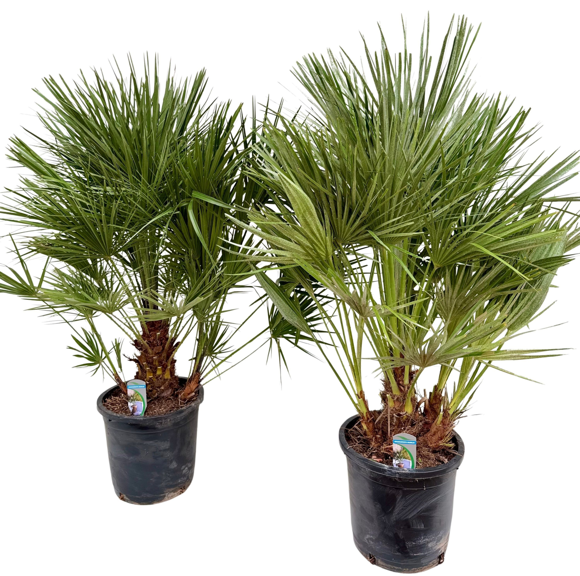 Chamaerops humilis P30, D 30