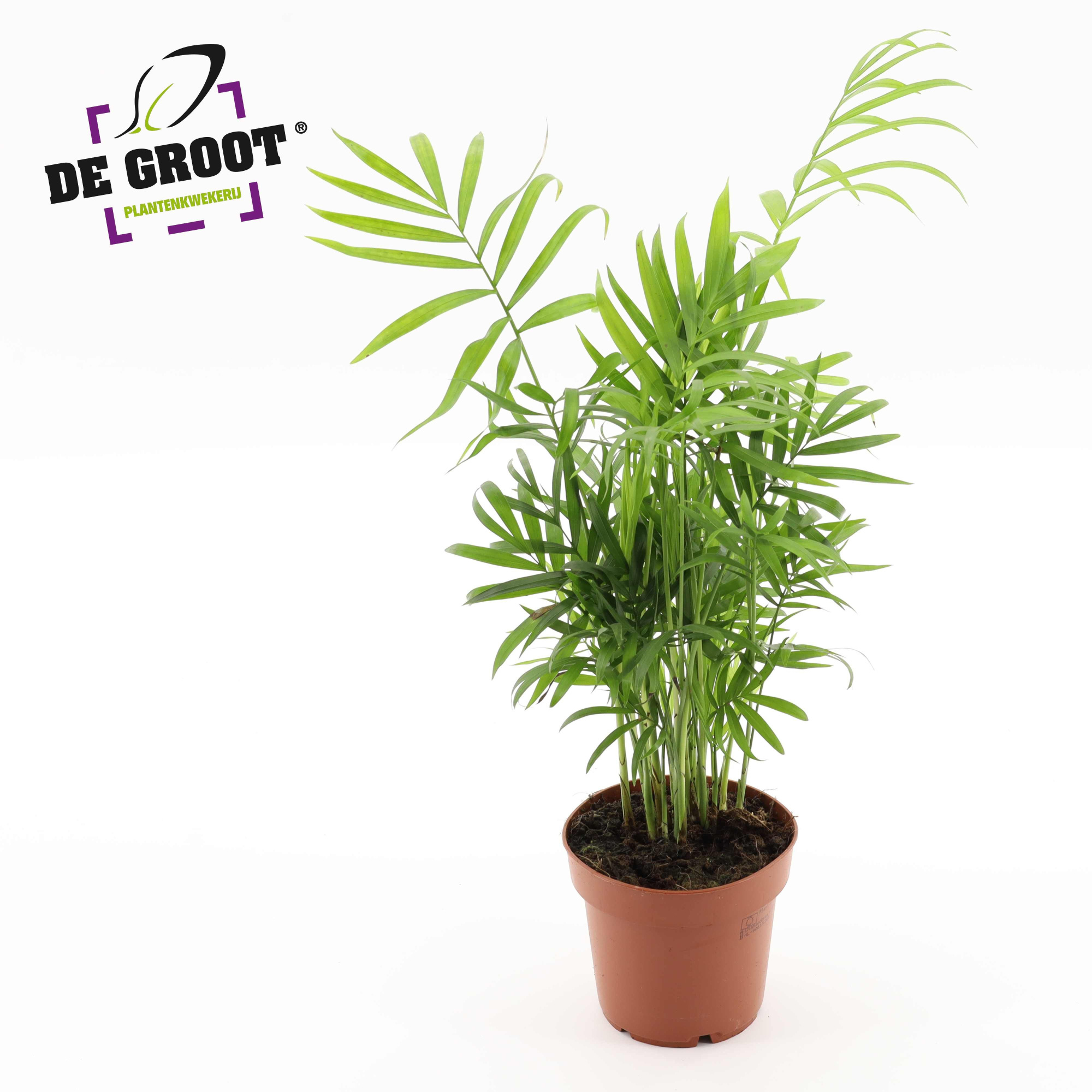 Chamaedorea elegans, D 12