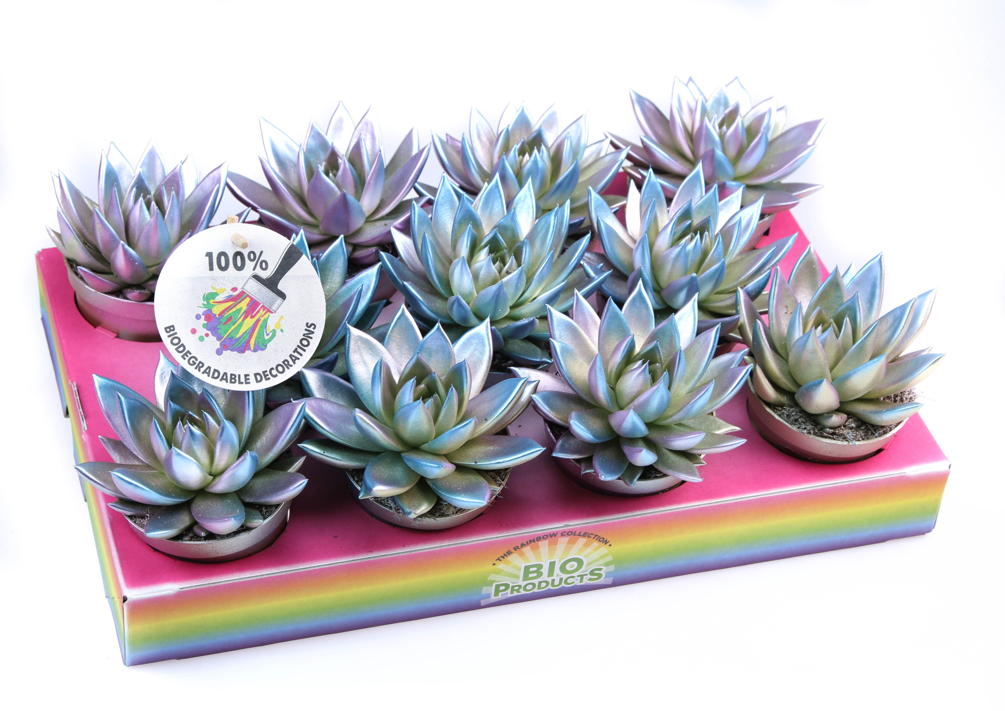 Bio miranda Metallic chameleon, D 8,5