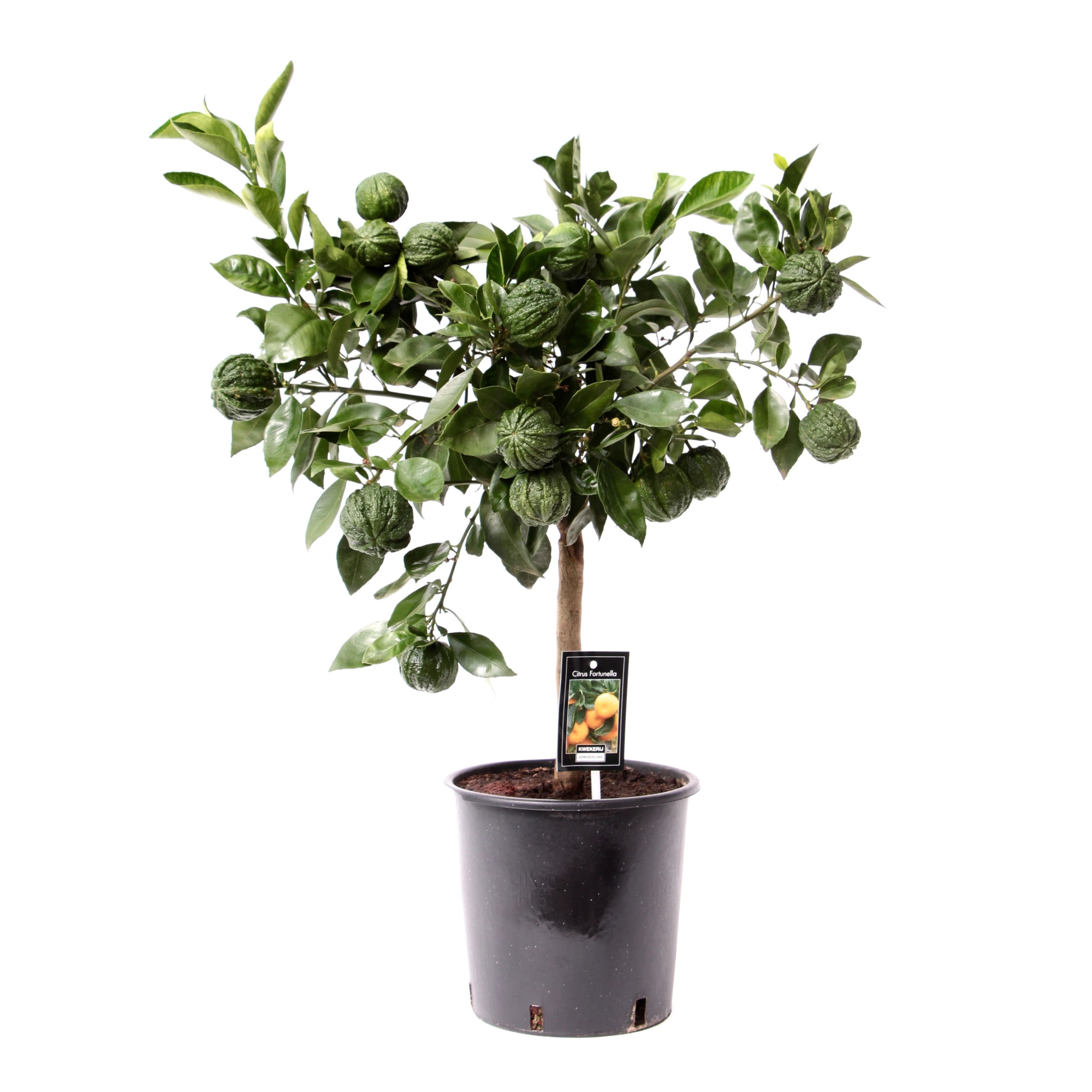 Citrus Canaliculata, D 22