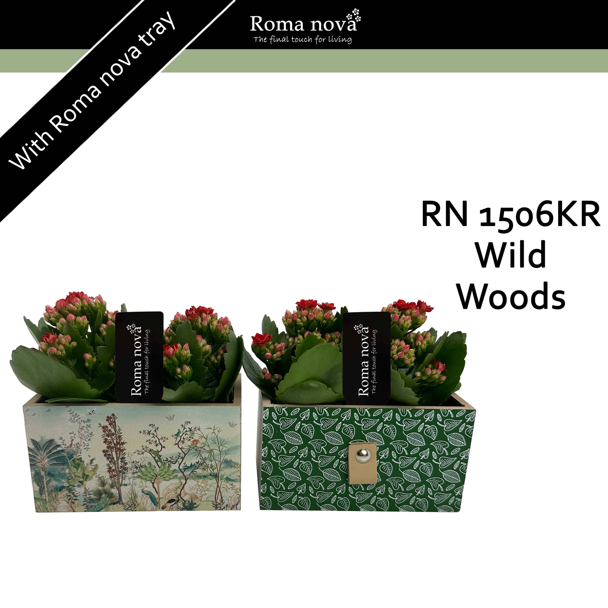 1506KR - Wild Woods (Kalanchoe red), D 15