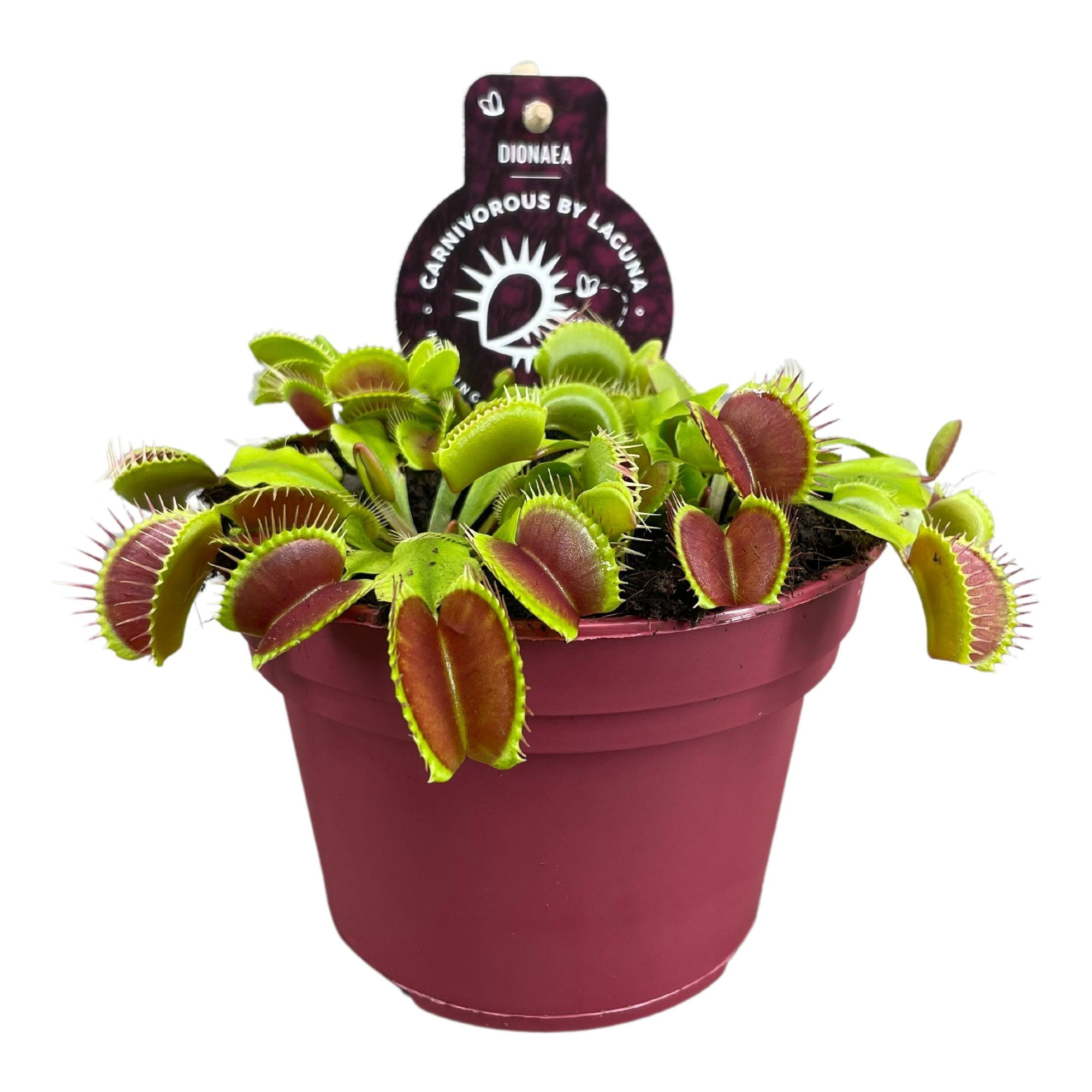 Dionaea Muscipula 12 cm, D 12