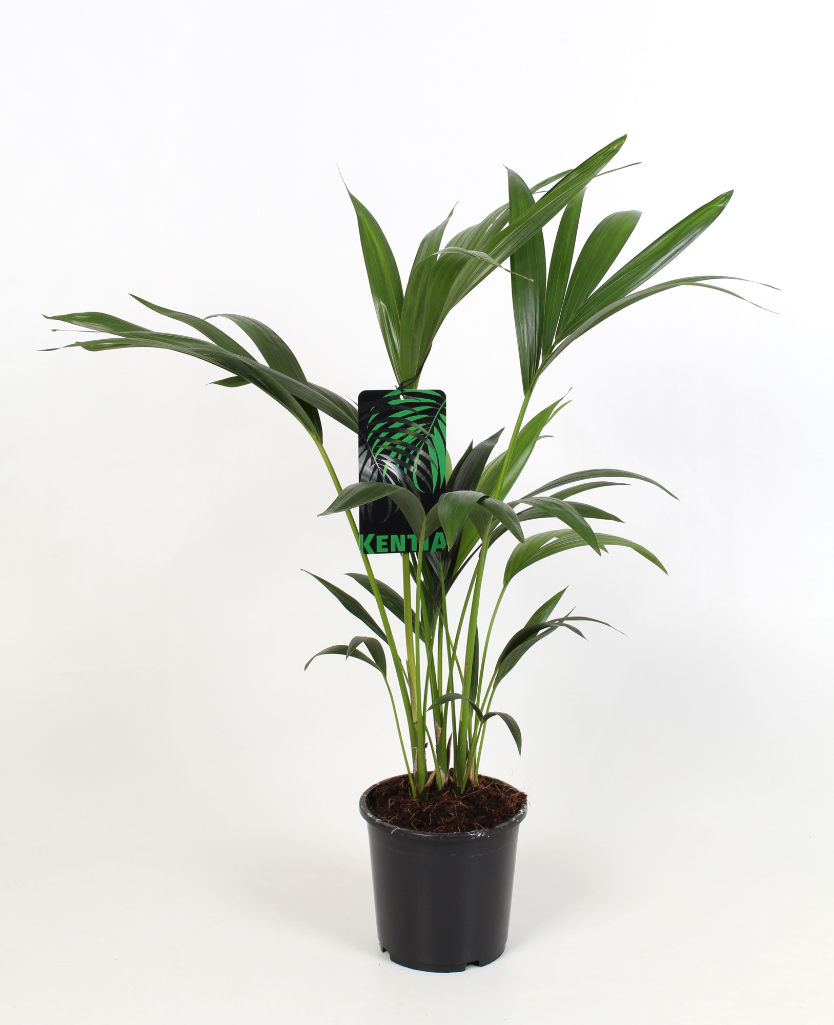 Kentia Howea Forsteriana, 4 stek p/pot, D 17
