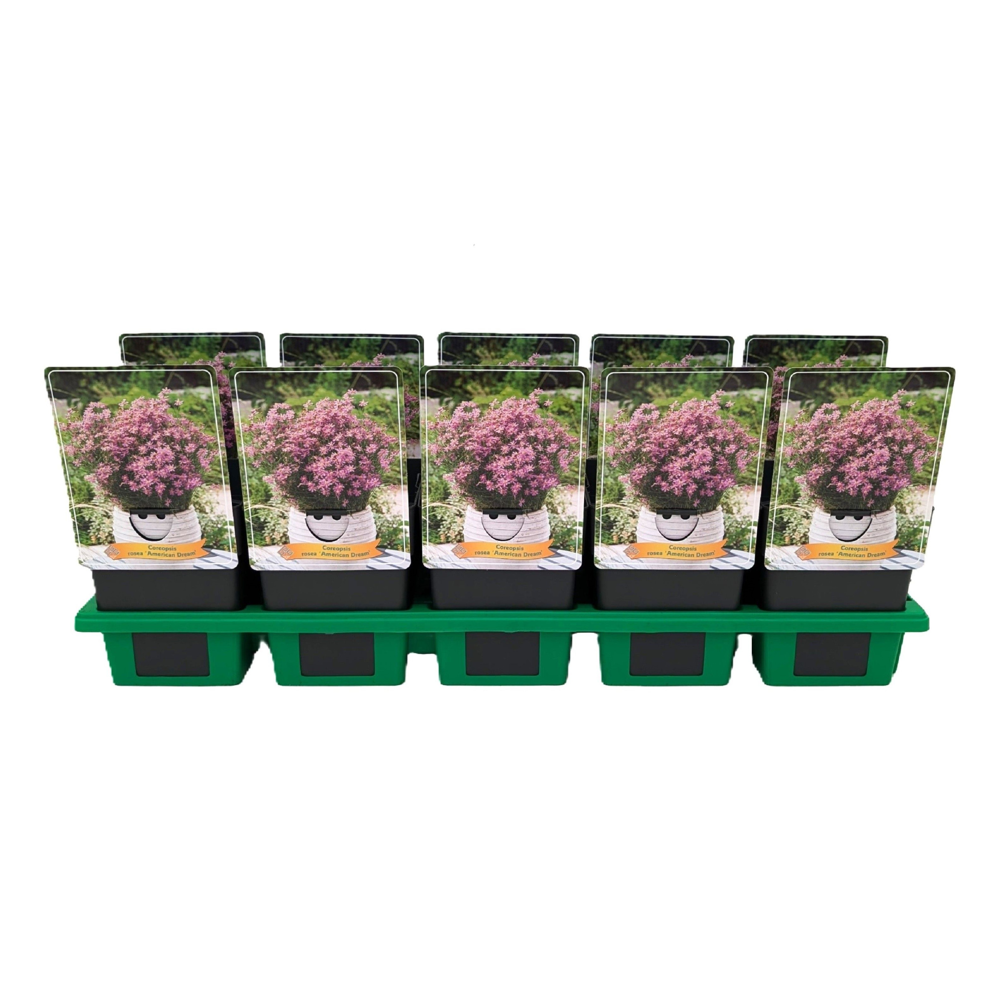 Coreopsis rosea 'American Dream' P11, D 11