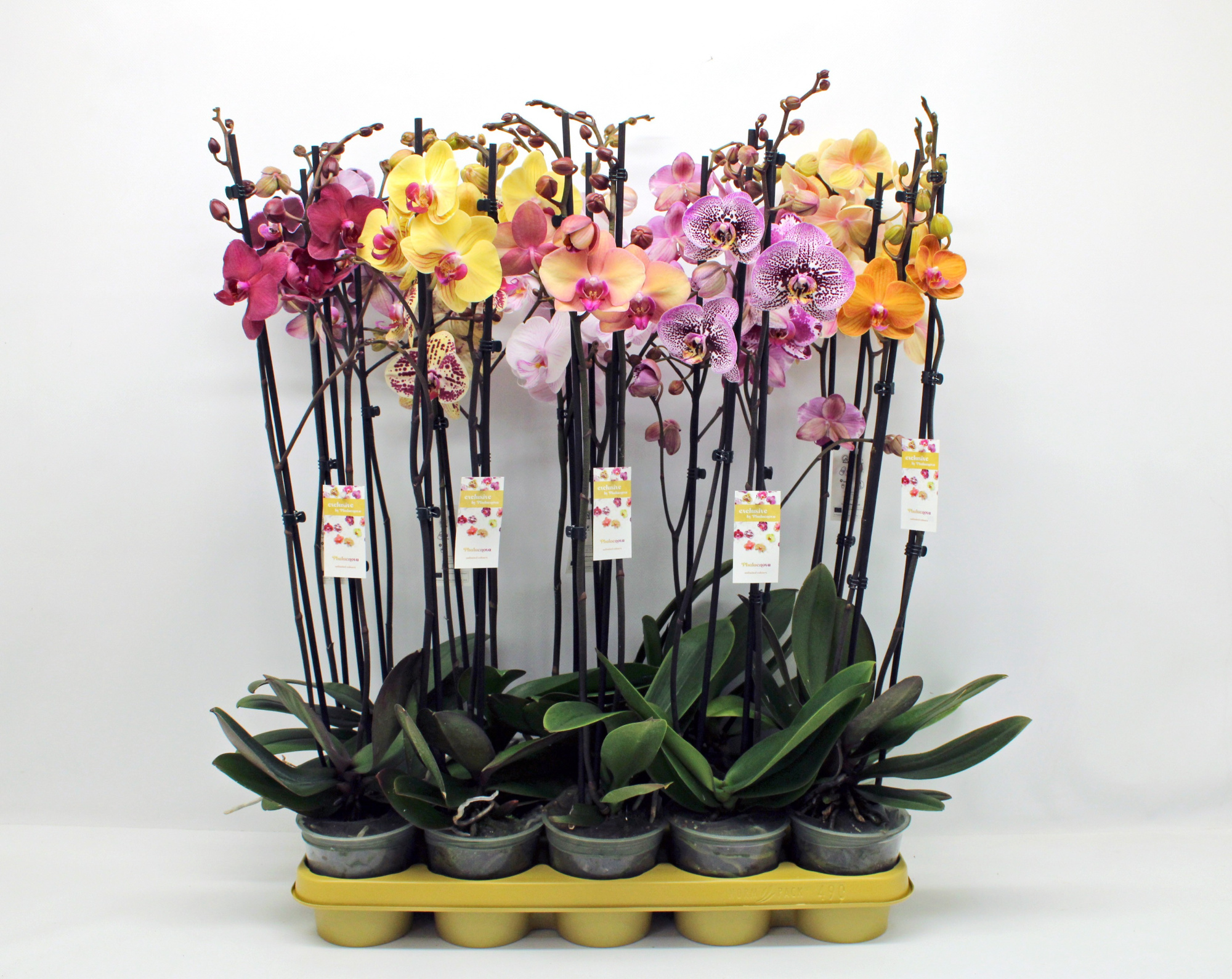 Gemengd 2-tak 70cm (GROEN), D 12