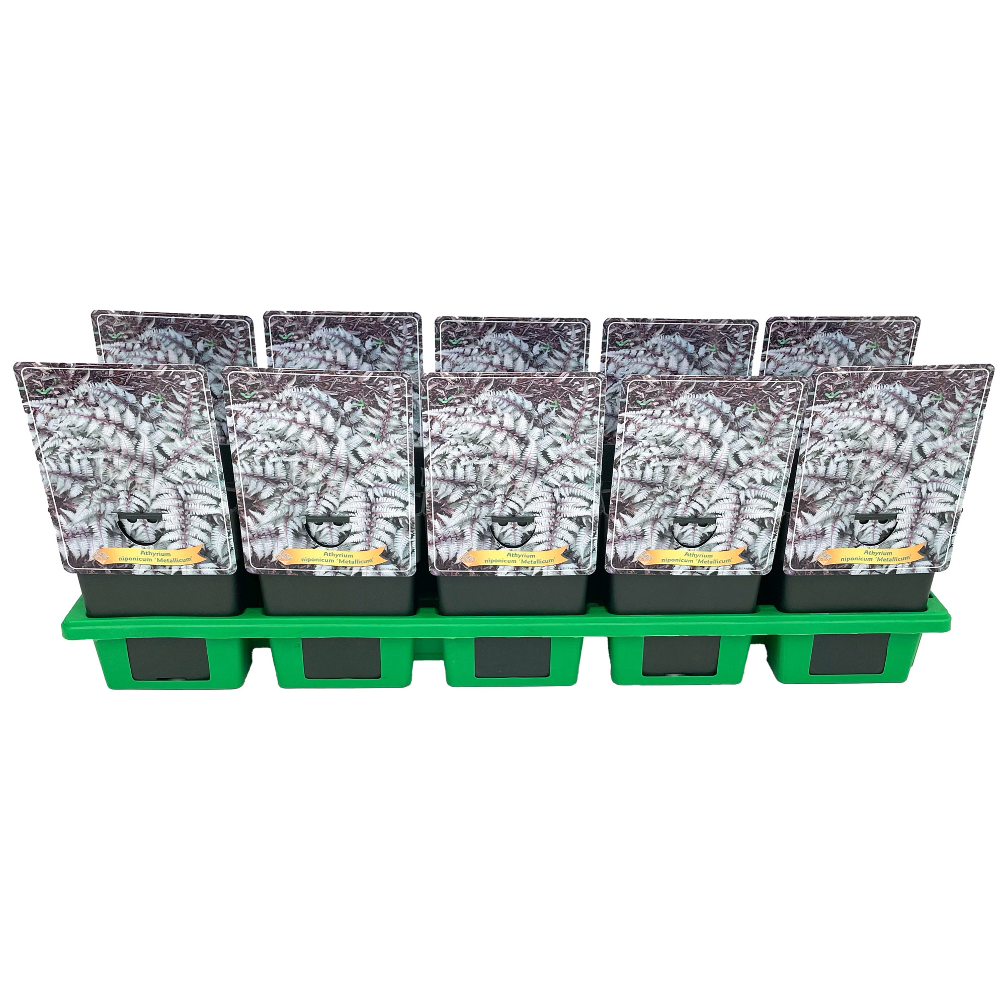 Athyrium niponicum 'Metallicum' P11, D 11
