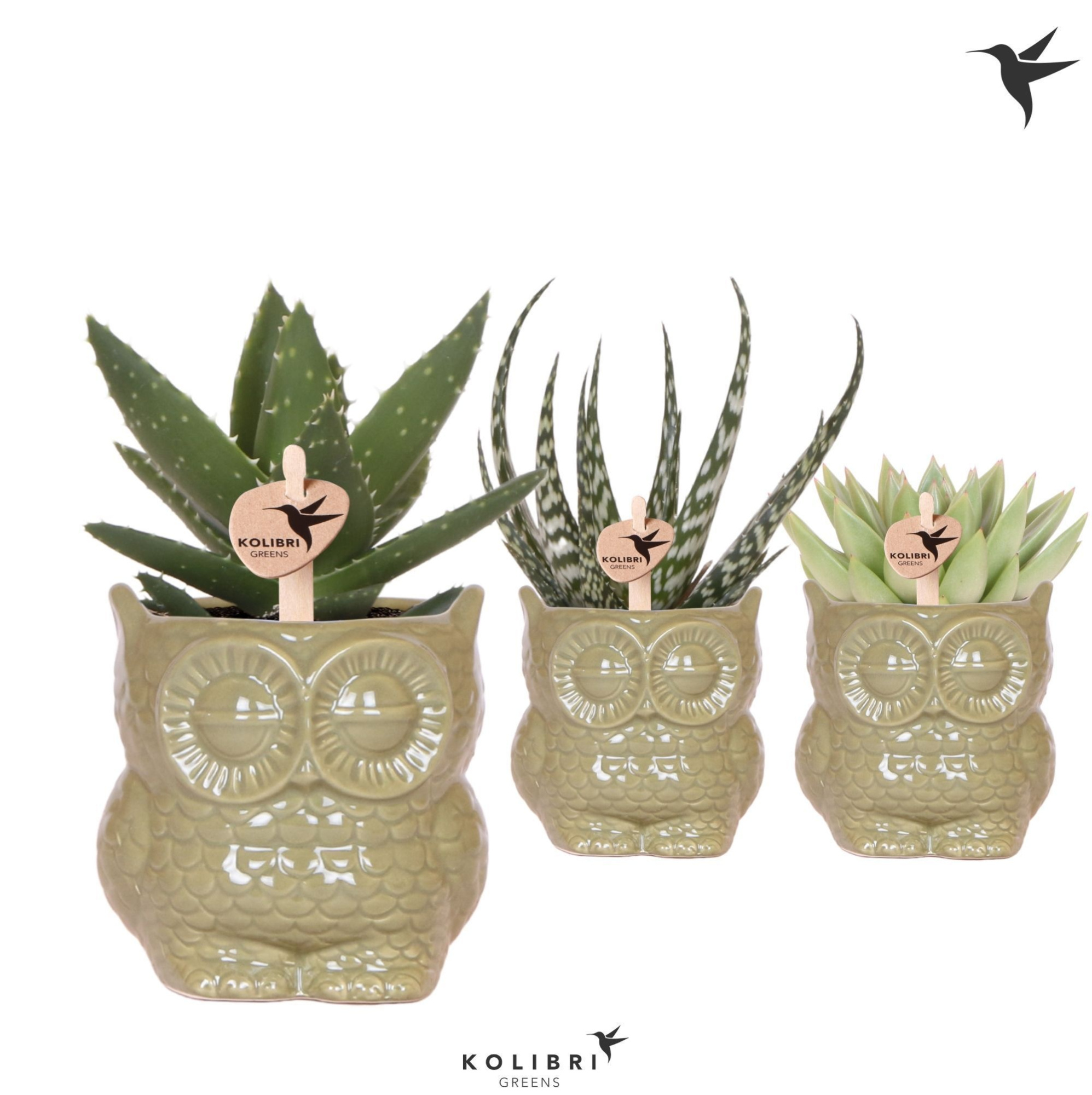 Kolibri Greens Succulenten mix in Owl pot green, D 9