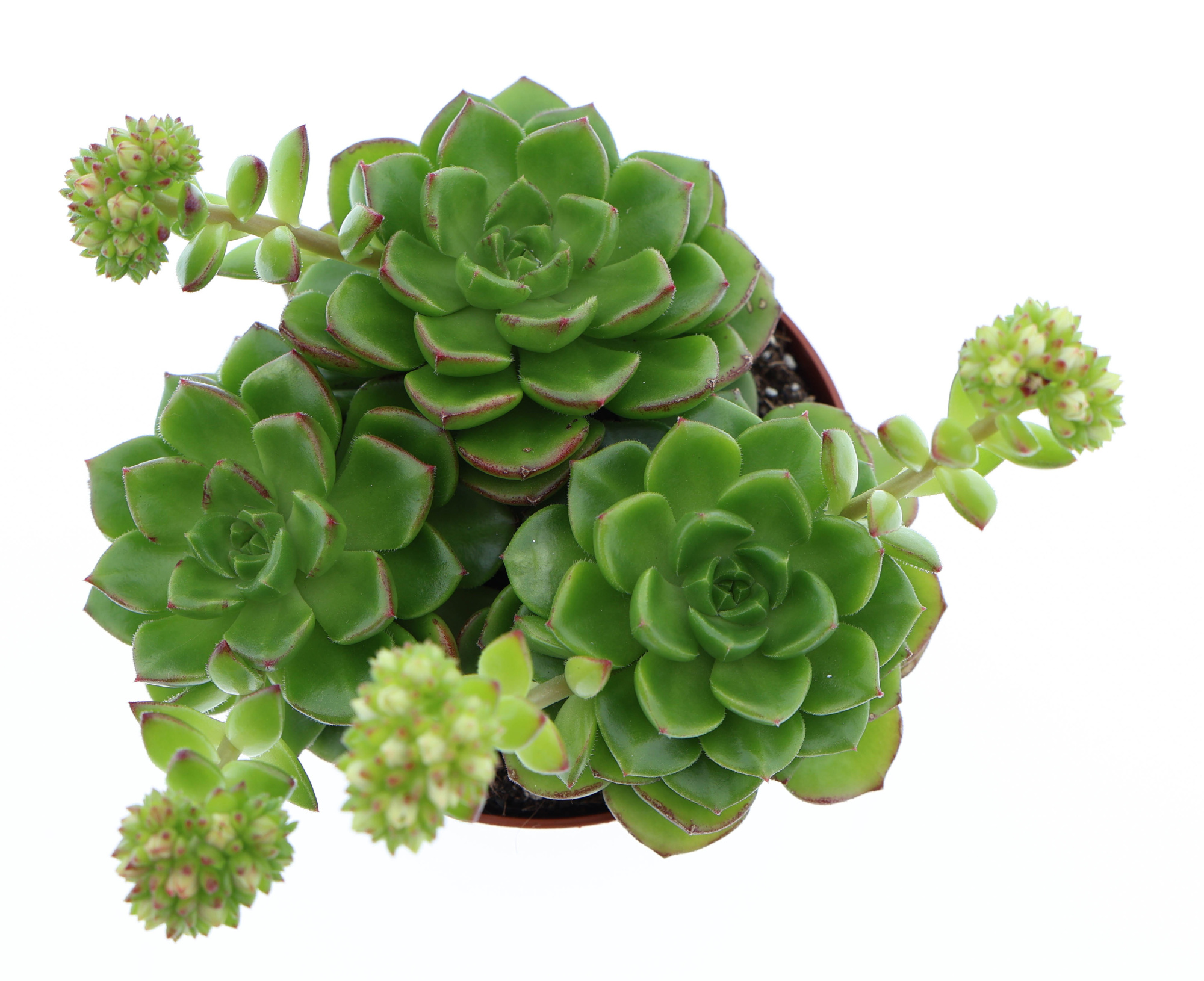 Echeveria multicaulus, D 8,5