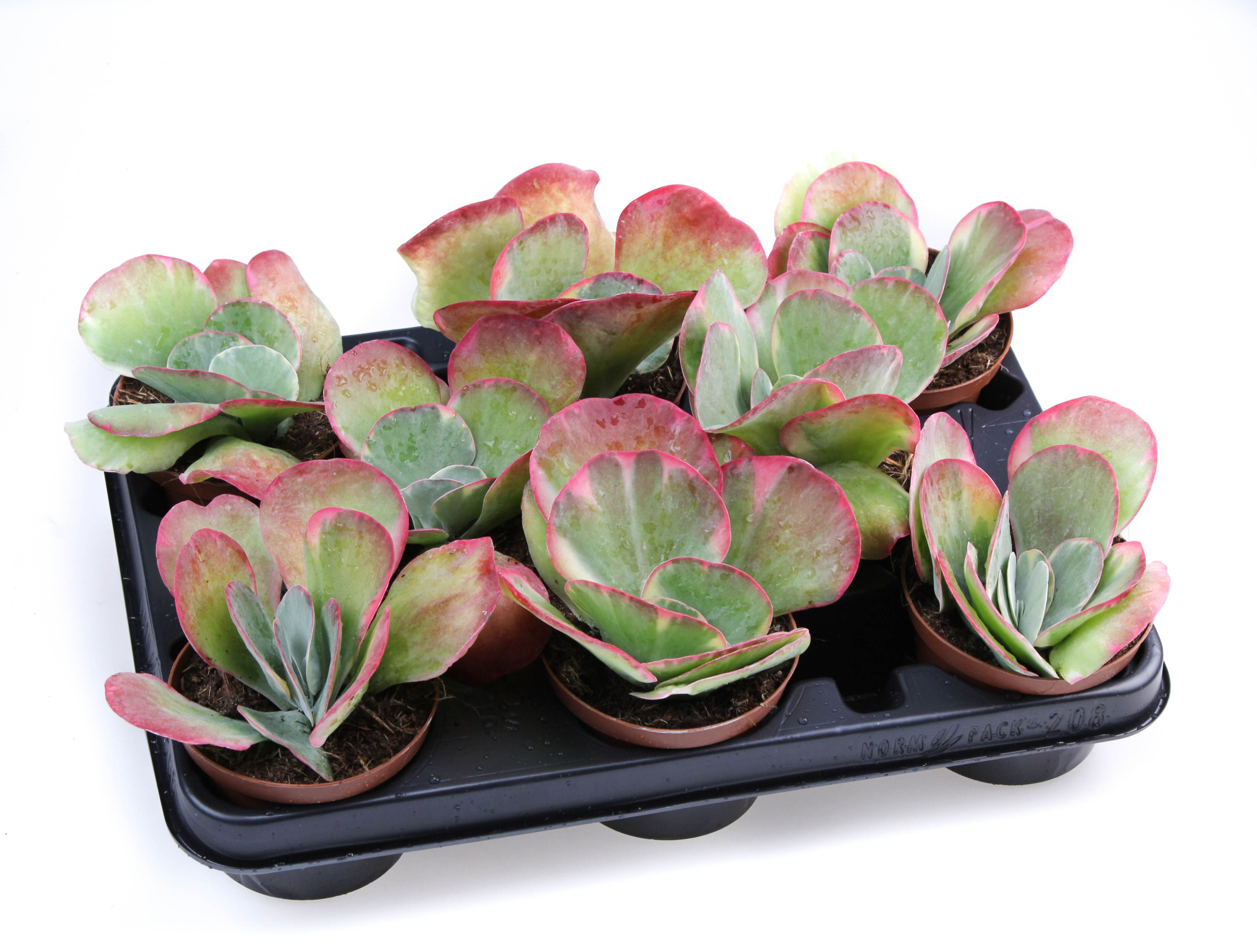 Kalanchoe Thyrsiflora Red lips, D 10,5