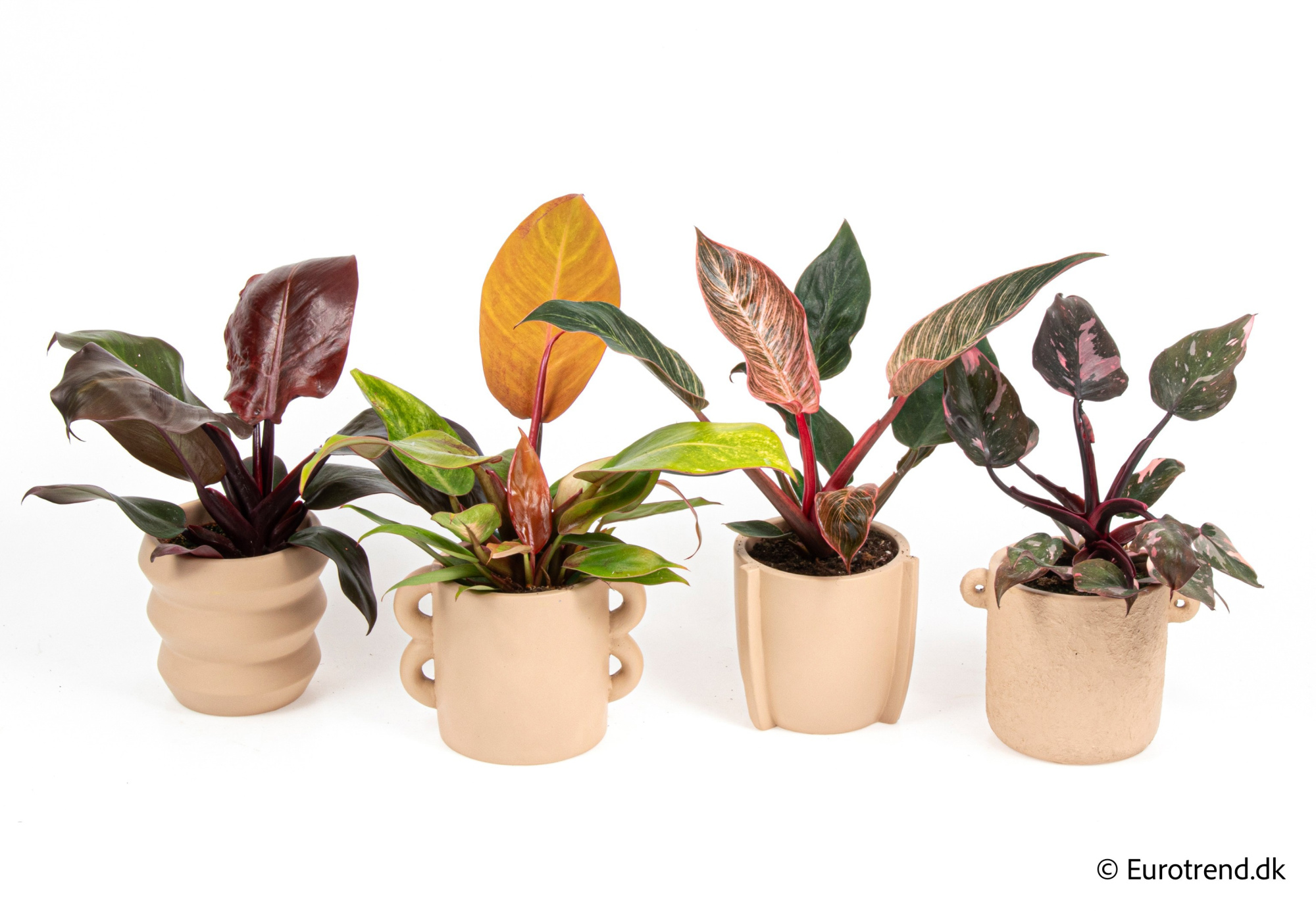 Philodendron mix in New Look ceramic 2026, D 9