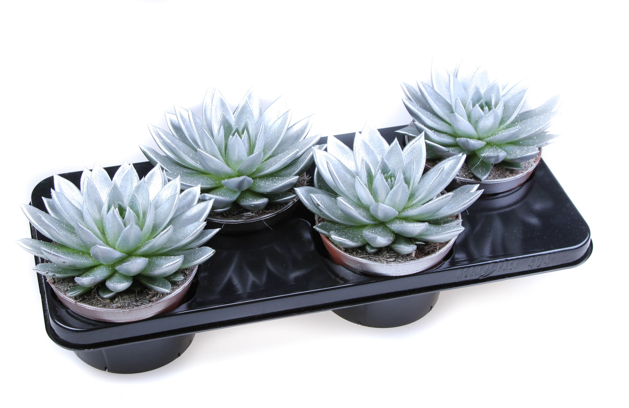 Miranda zilver + bio glitter, D 15