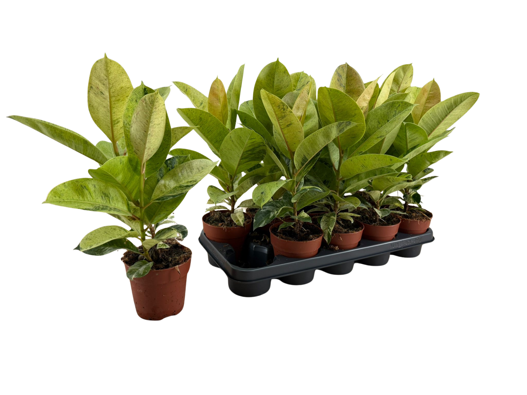 Ficus Schrijveriana p12, D 12