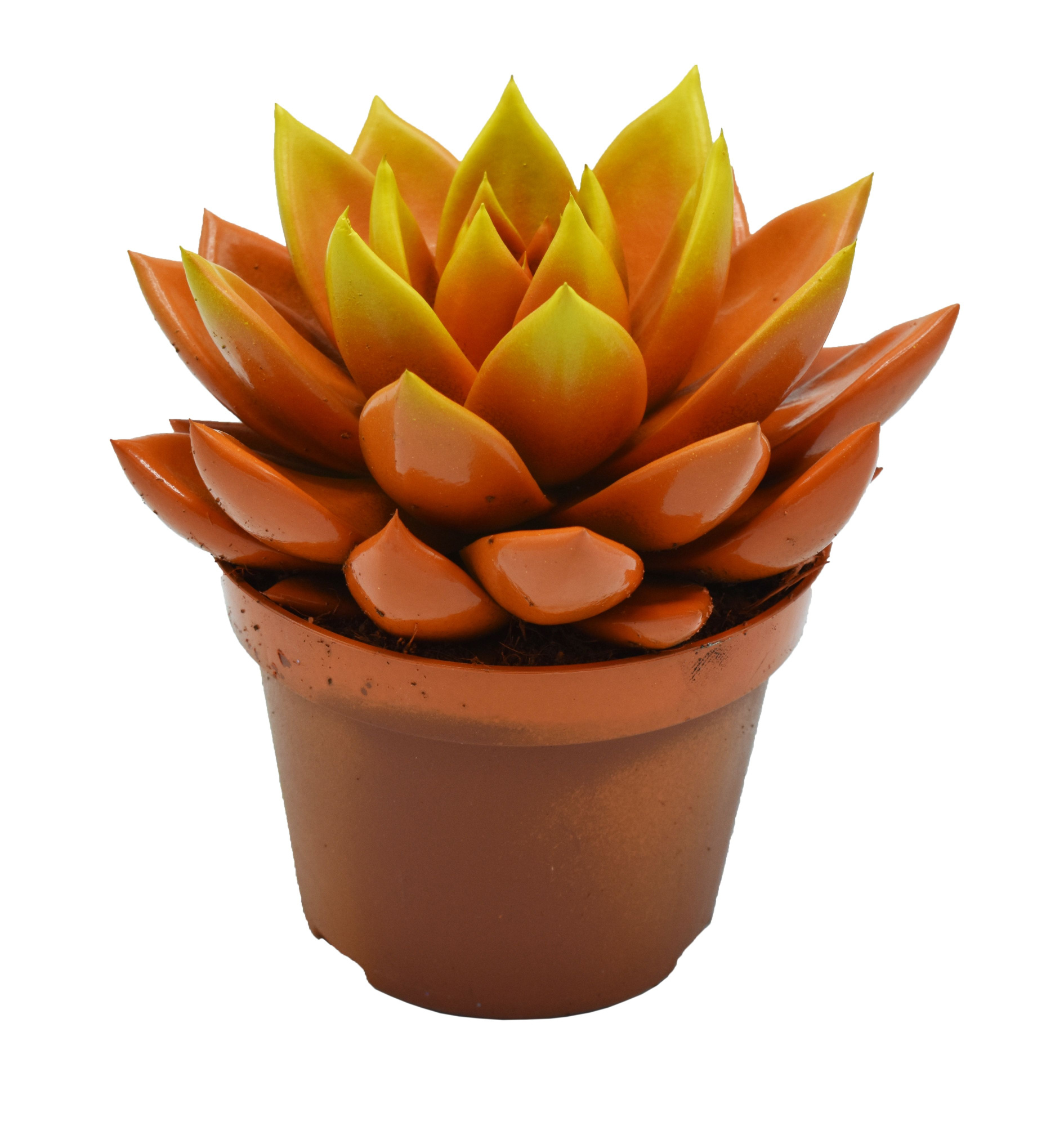 Miranda bicoloured orange/yellow, D 10,5