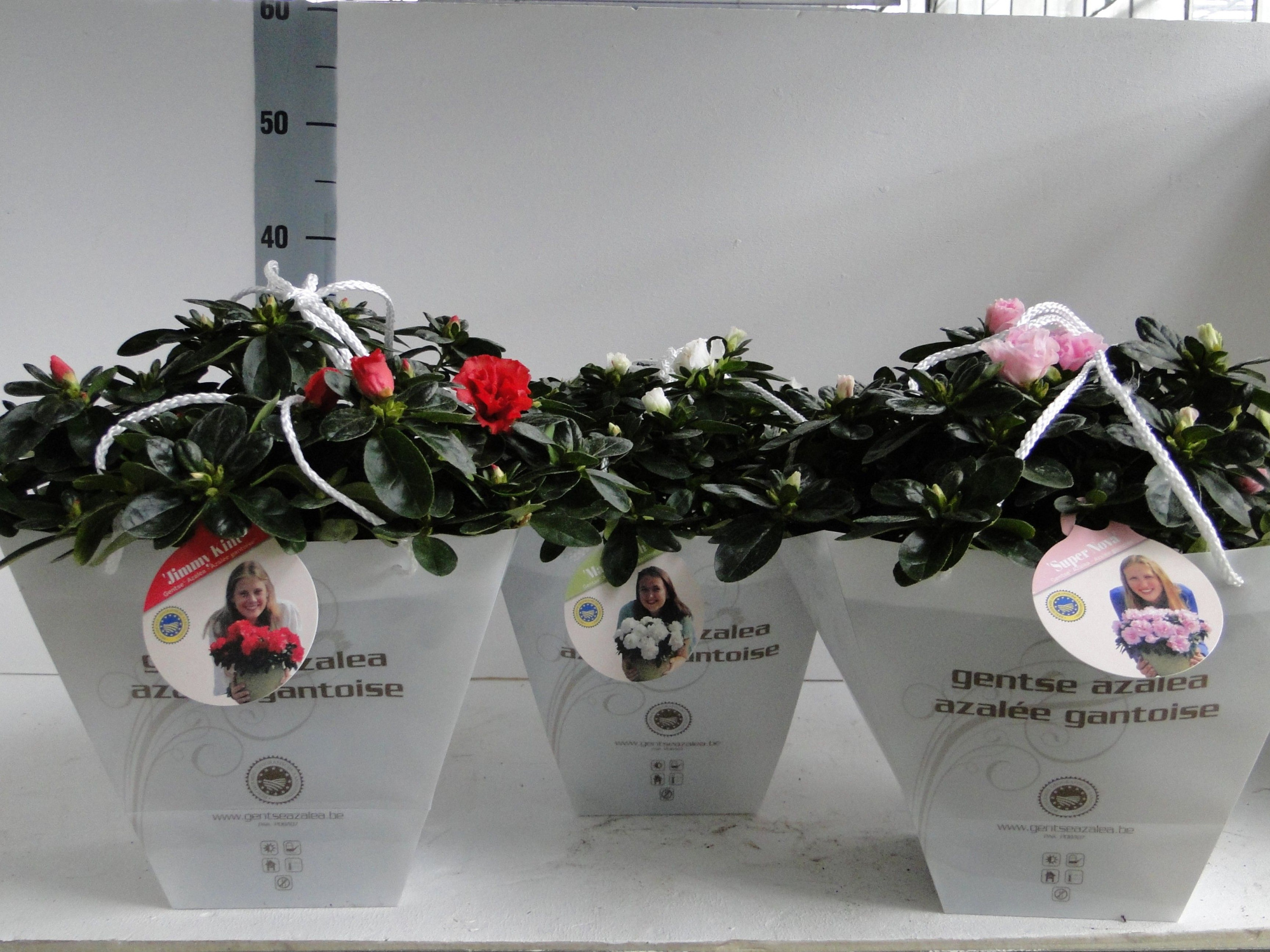 GHENT AZALEA YOUNG STARS POT 15 CARRY-BAG, D 15