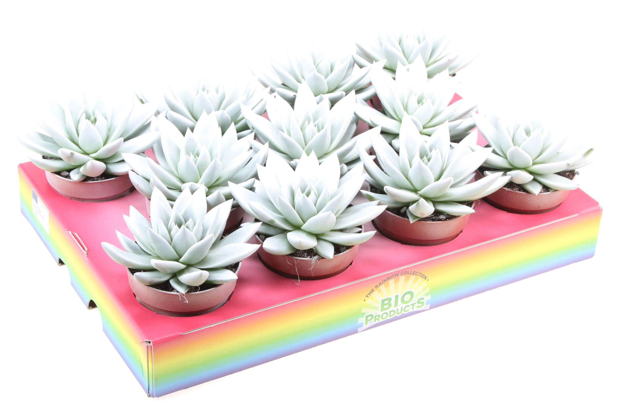 Bio miranda rainbow white, D 8,5