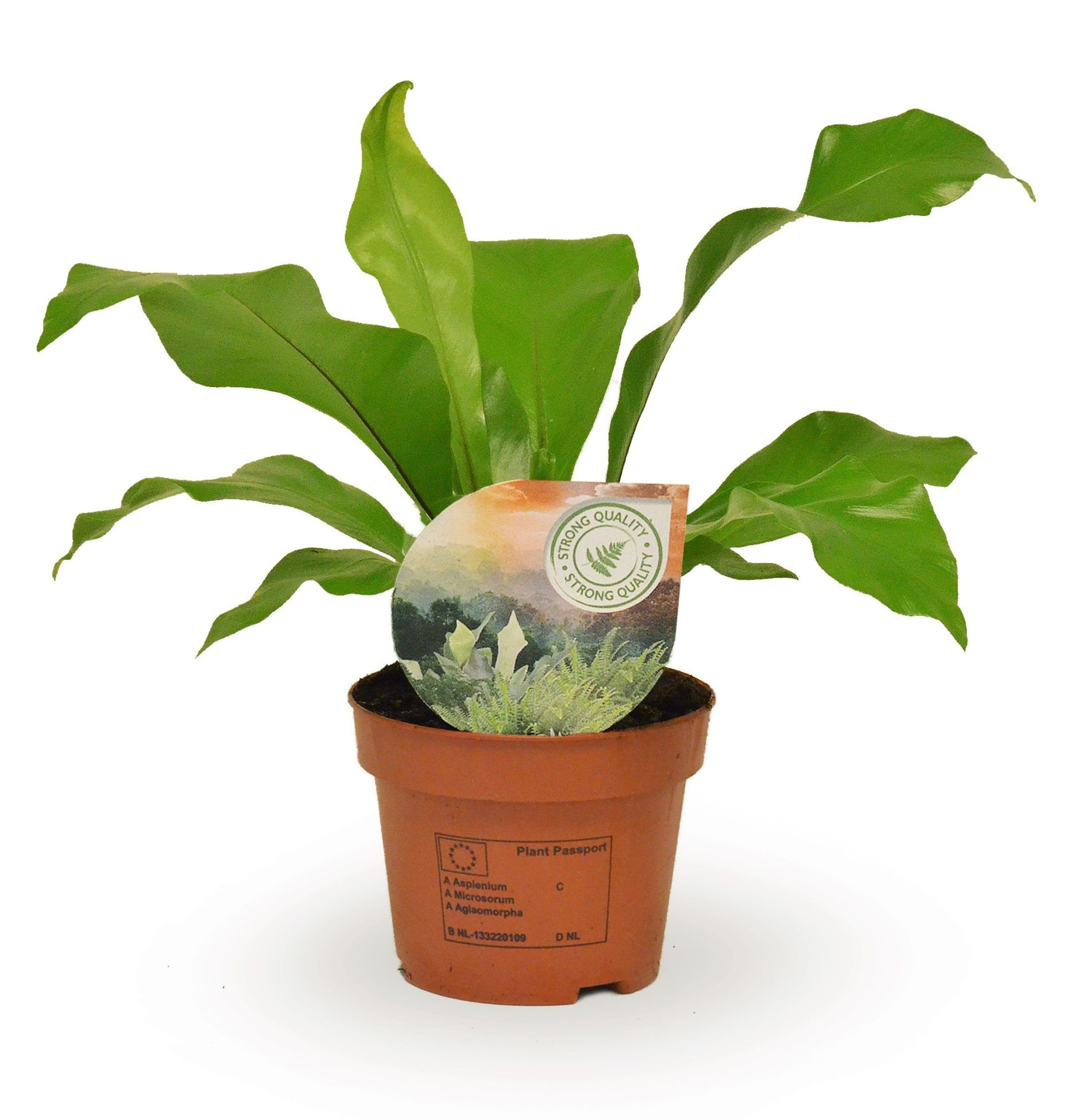 Asplenium nidus, D 12