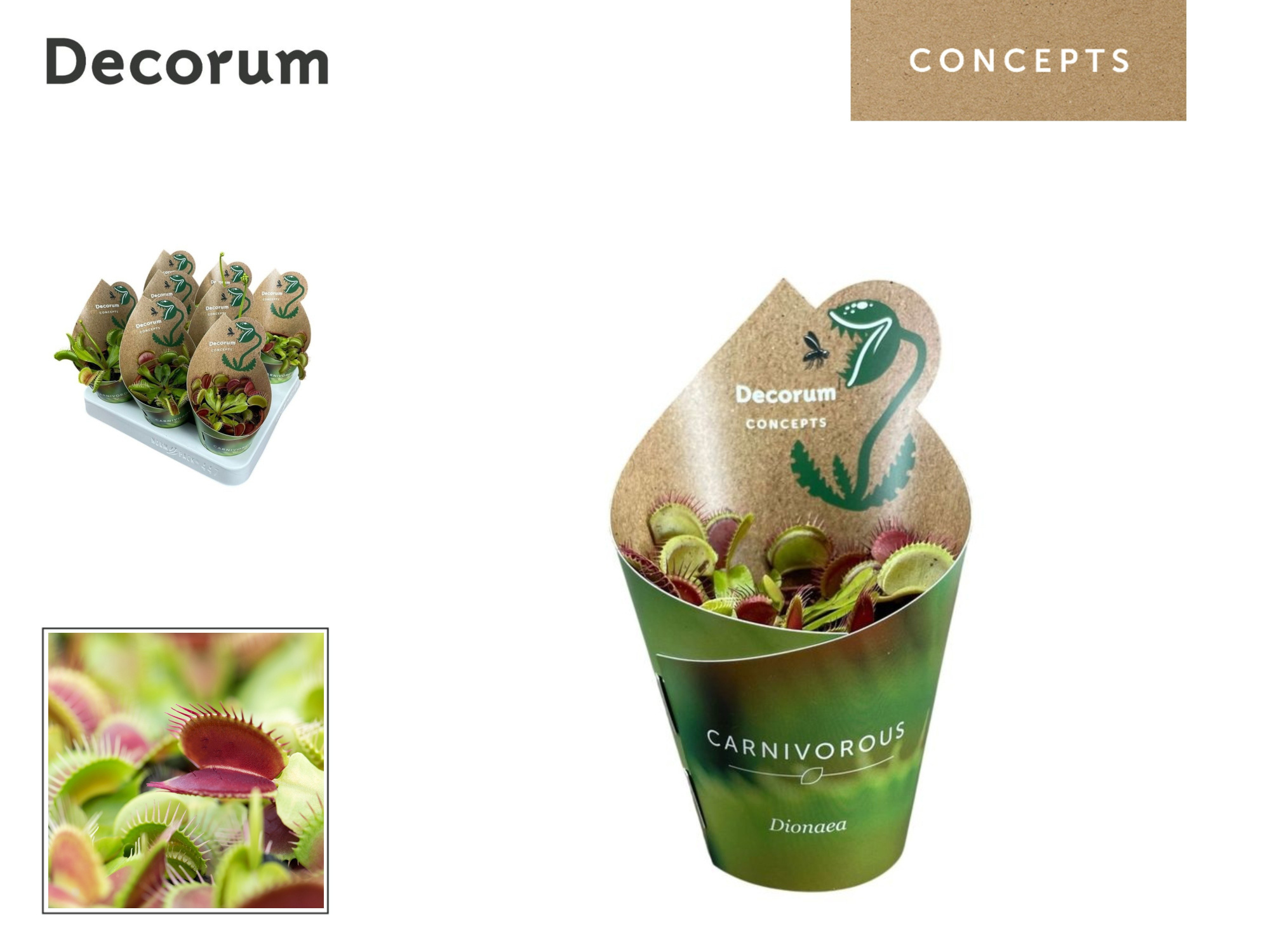 Dionaea Muscipula 8,5 cm in potcover (Decorum), D 8,5