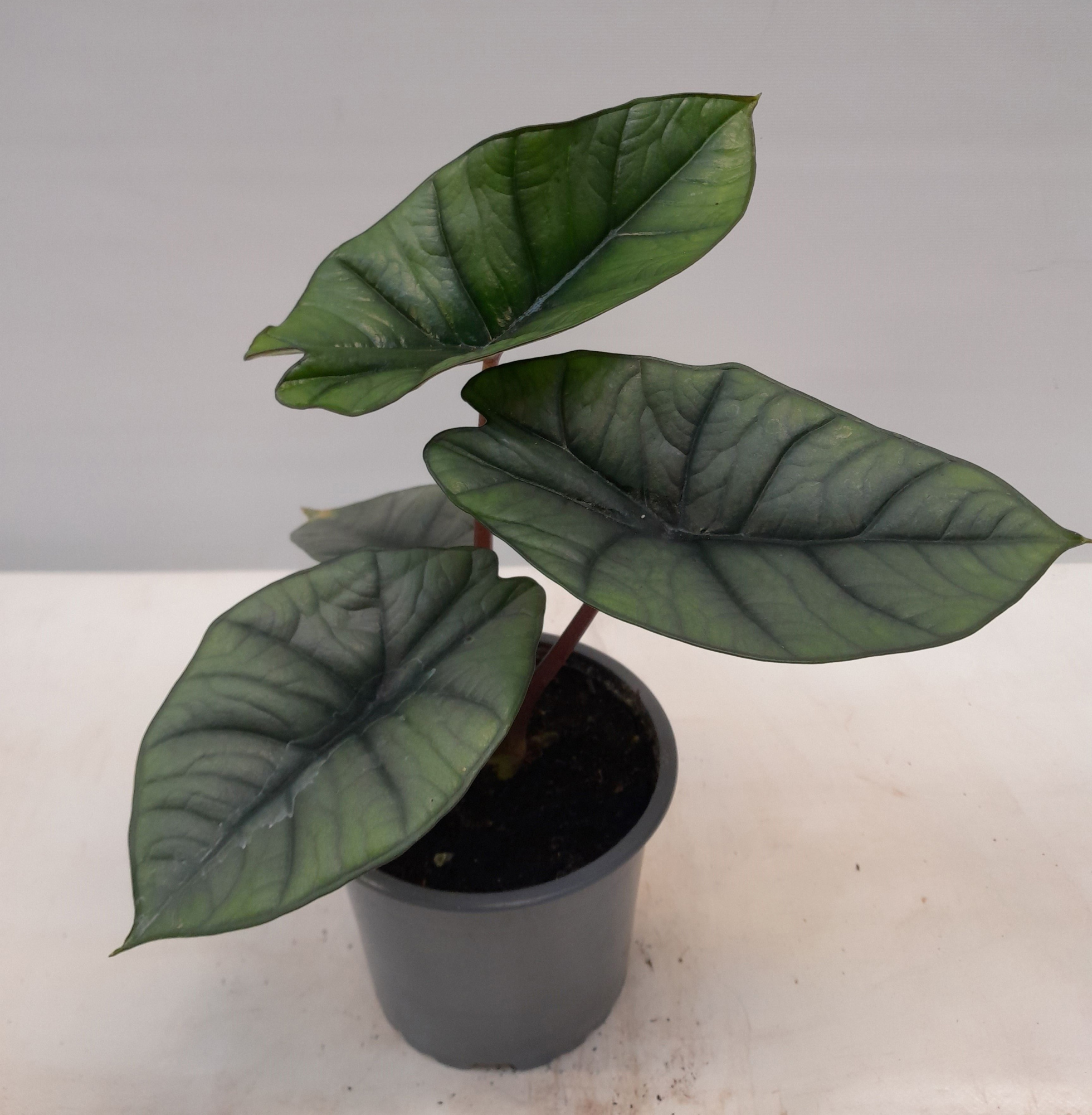 ALOCASIA X AMAZONICA Platinum, D 12