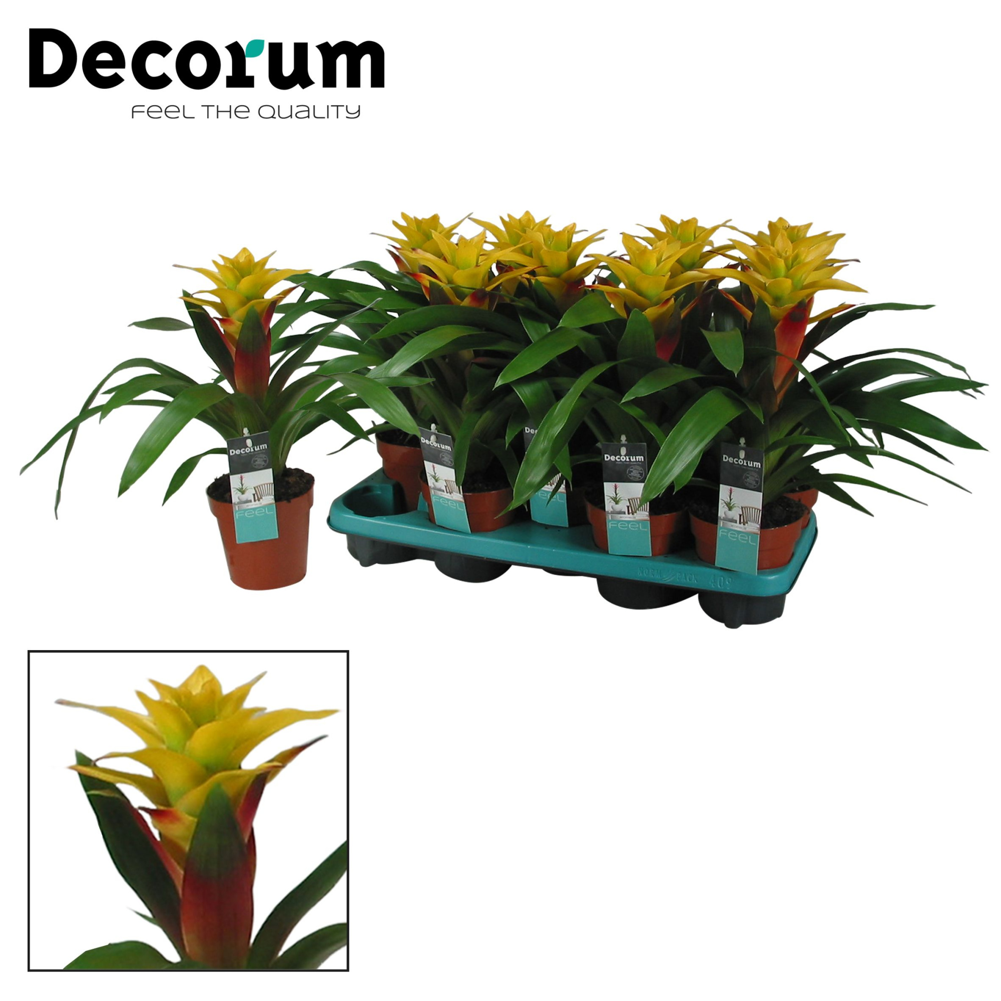 Guzmania Fancy Squarrosa (Decorum), D 13