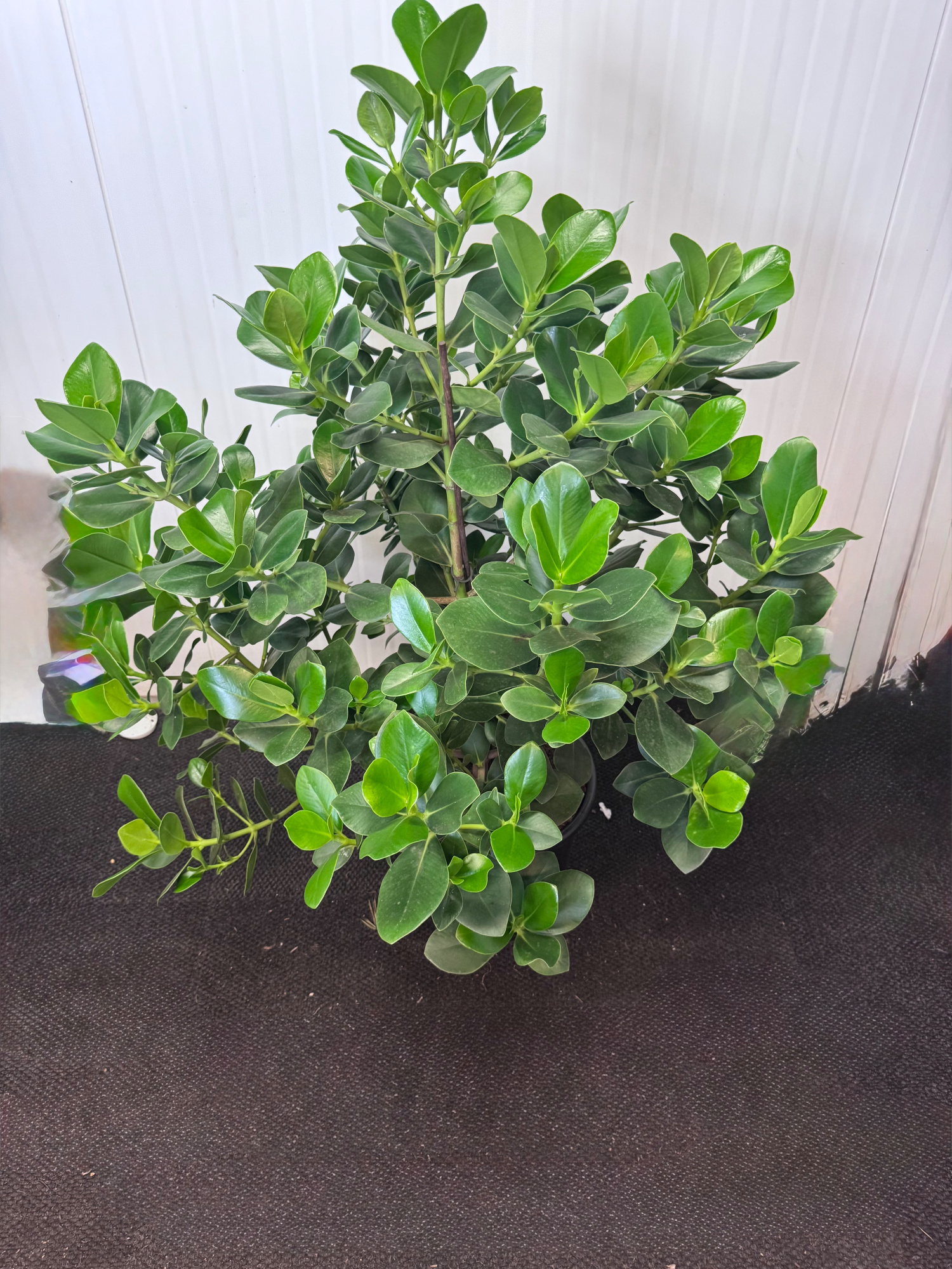 Clusia Princess, D 35