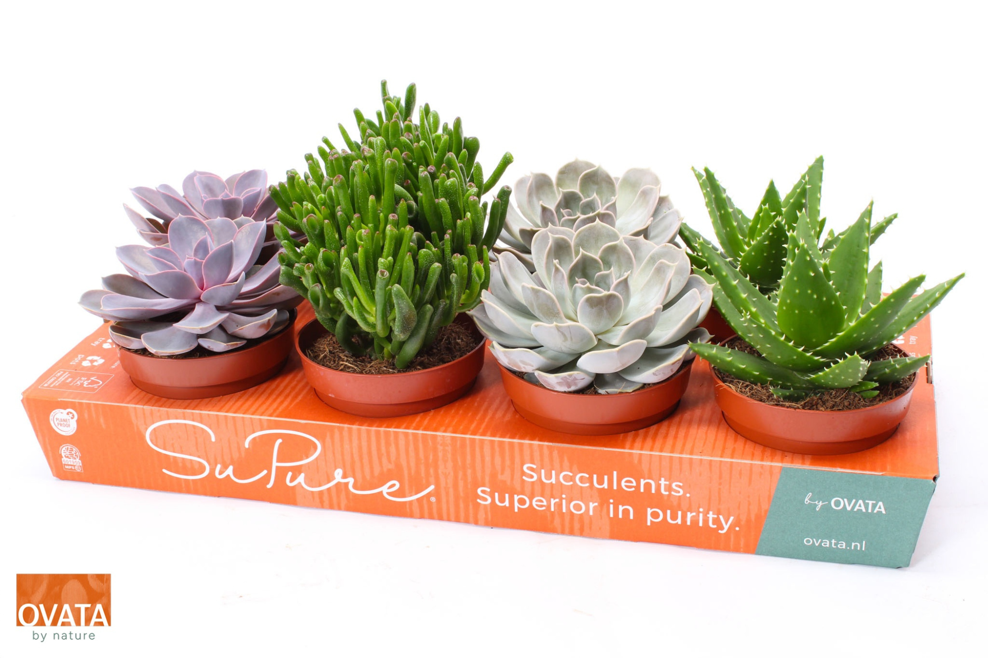 Succulent mix 12, D 12