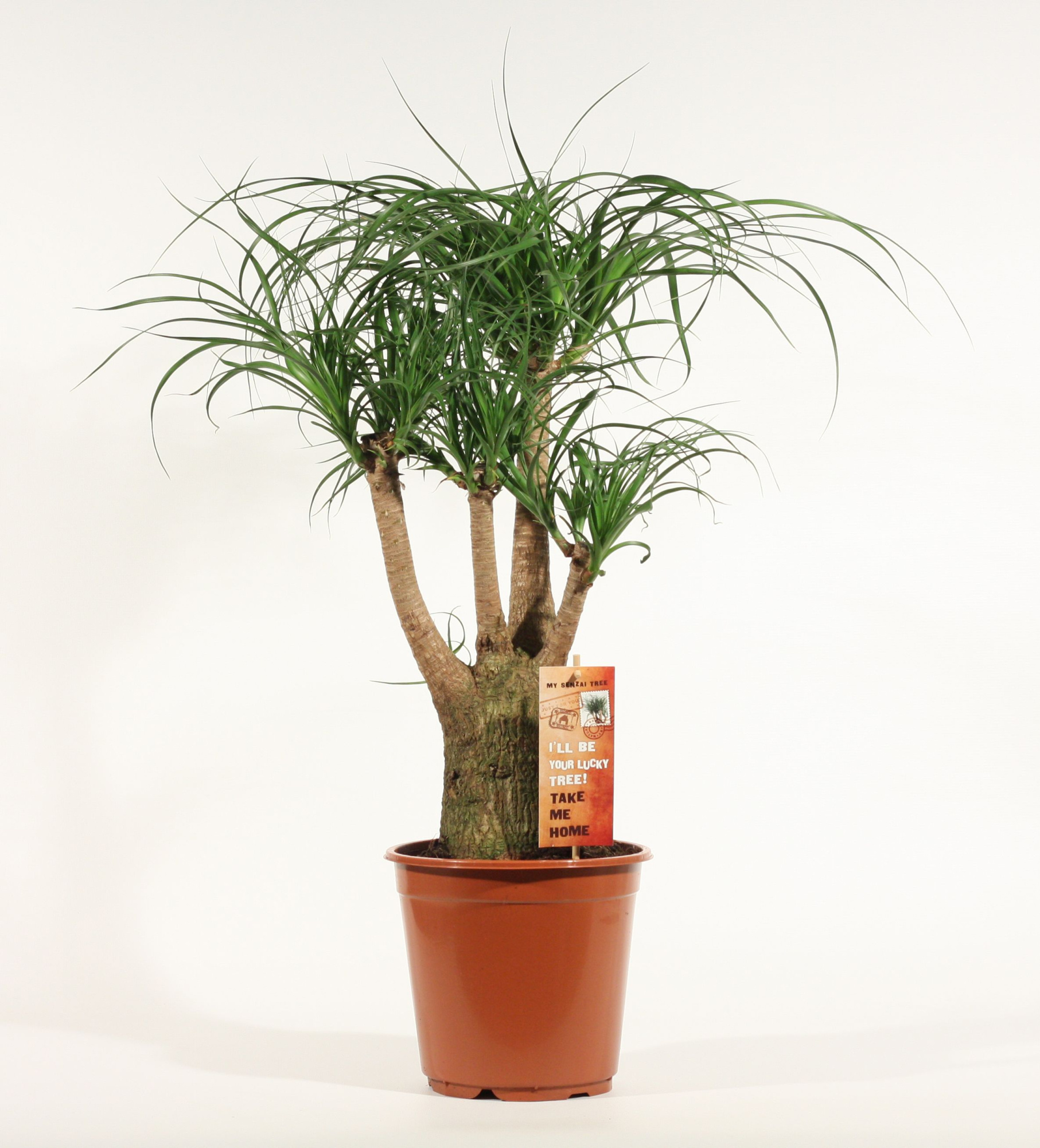 Beaucarnea vertakt 21 cm, D 21