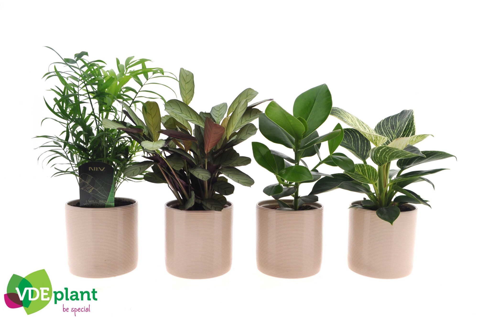 Intenz mix in Havana 12cm, D 12