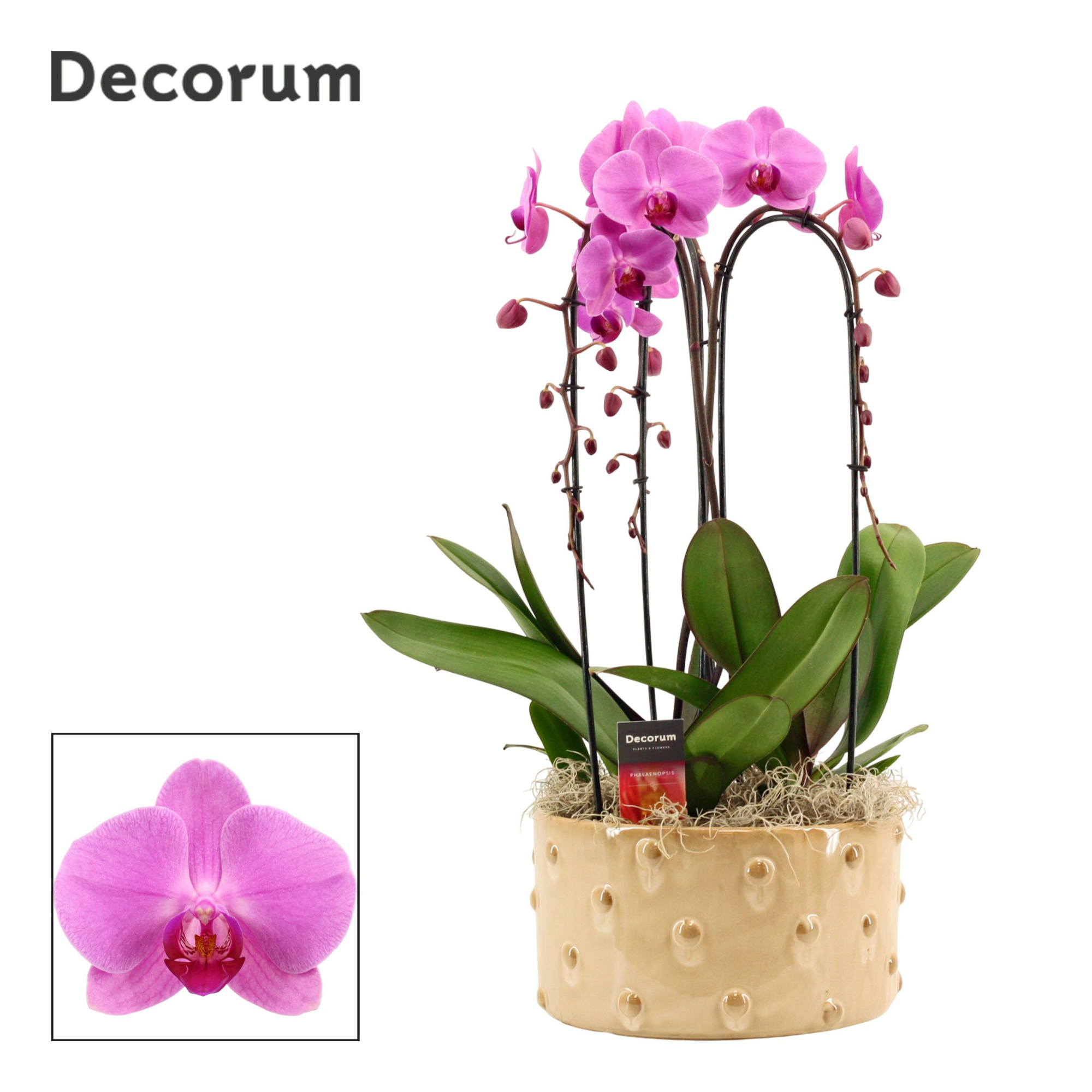 Belle cascade 3 tak symphony pink (Deco-collection), D 27