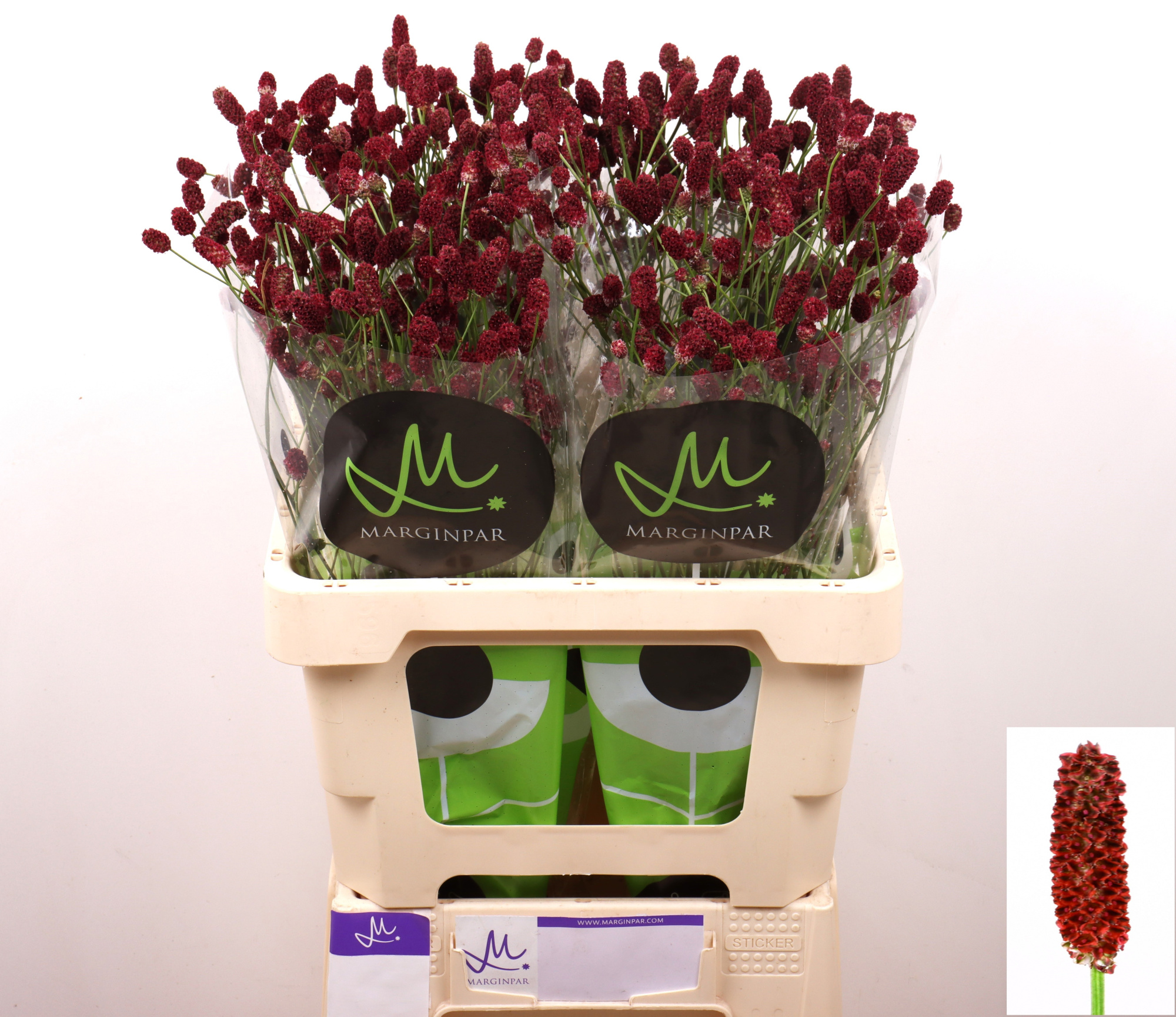 Сангисорба Оффициналис Рэд Дрим 60 (бордо), шт.