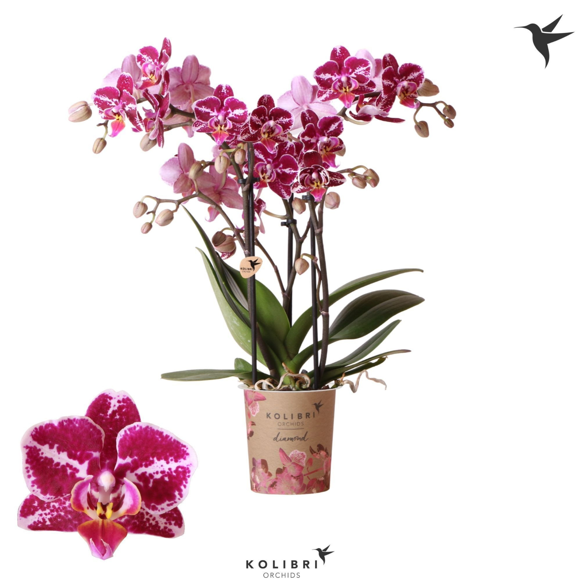 Kolibri Orchids Phalaenopsis Diamond Thailand 3 spike, D 9