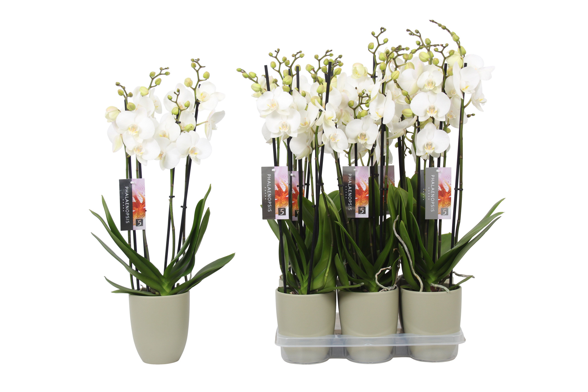 Phalaenopsis White, 4-spike Green Ceramics, D 12