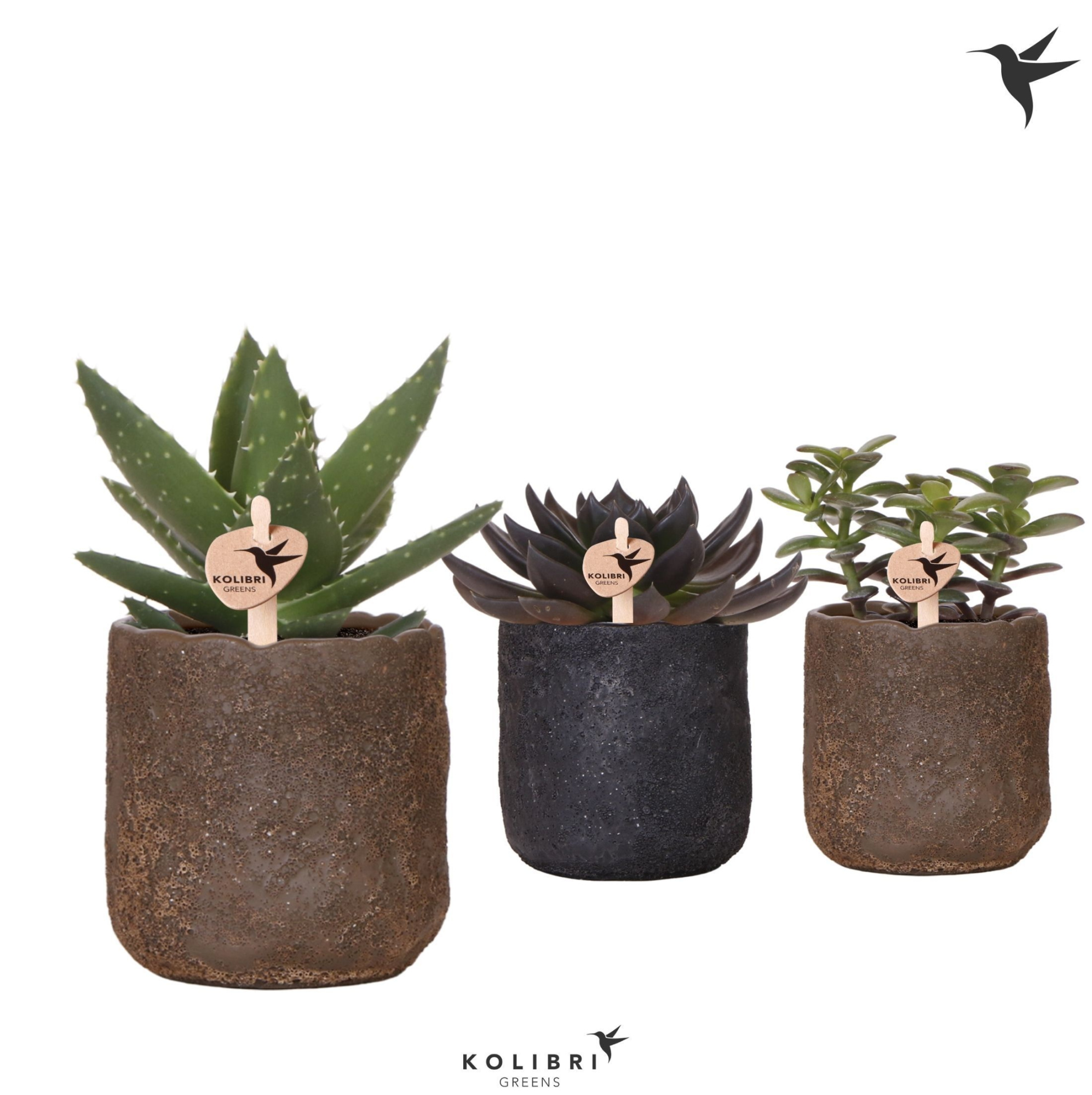 Kolibri Greens Succulenten mix in Moon pot mix, D 9