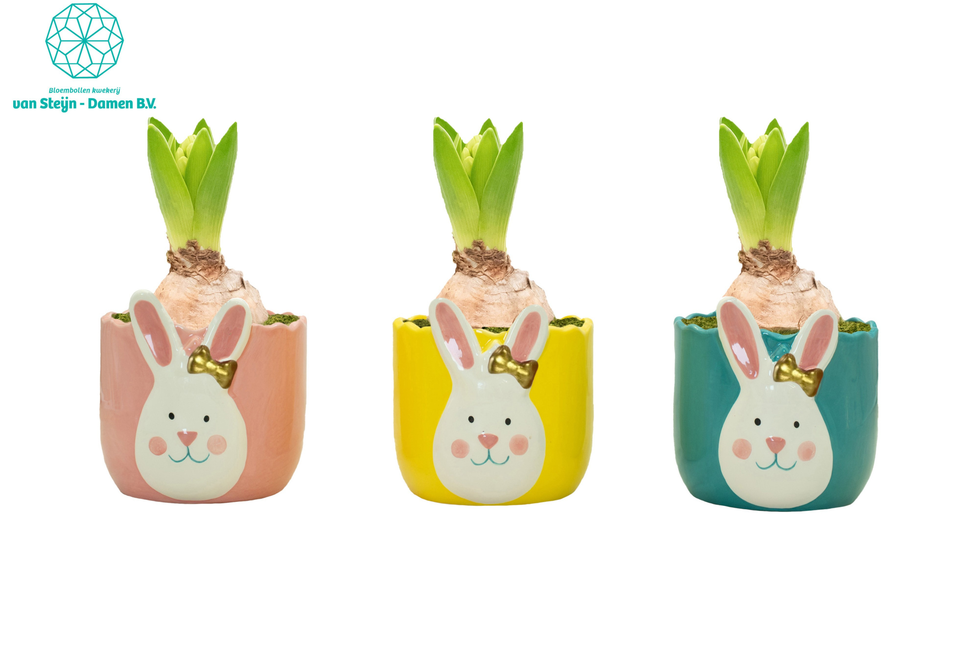 Hyacinthus ' Golden Bunny' (Without Moss), D 10