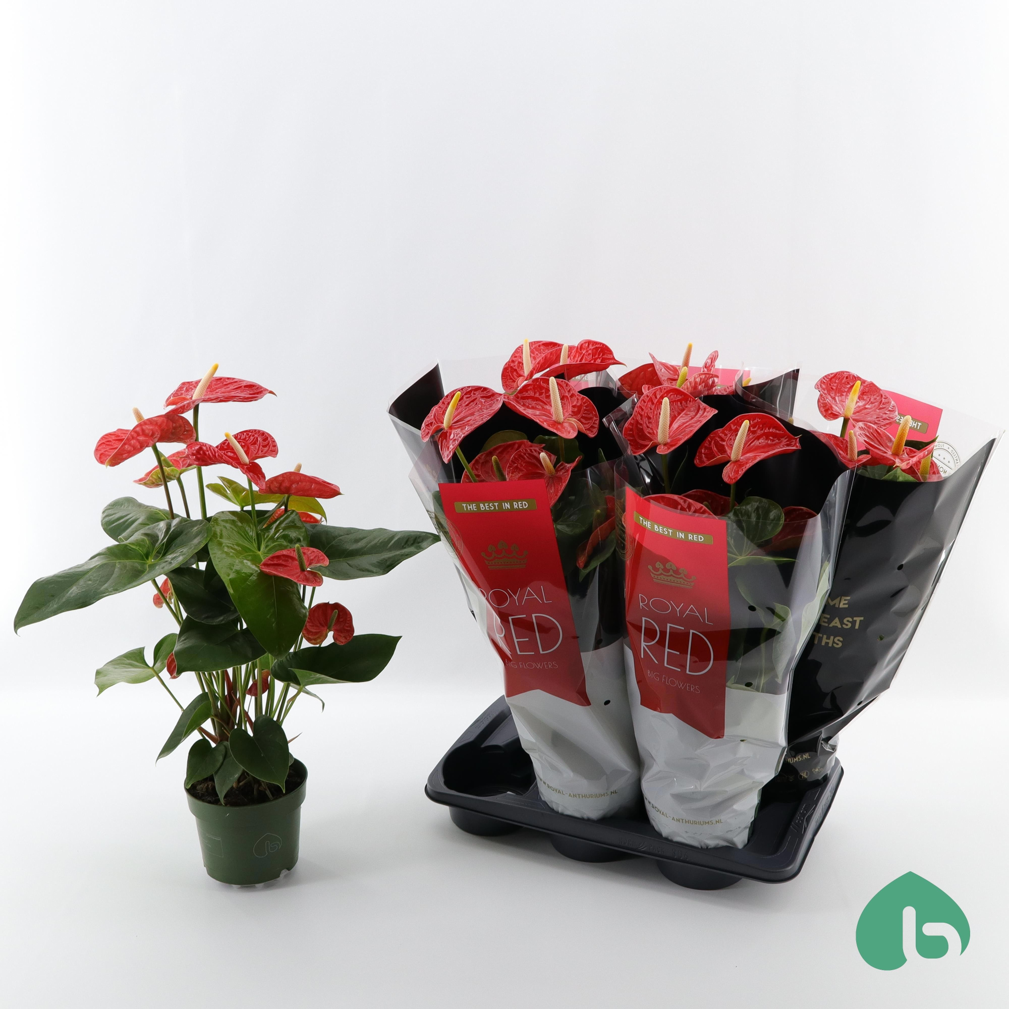 Anthurium Royal Red ''Big Flowers'' Madural, D 17