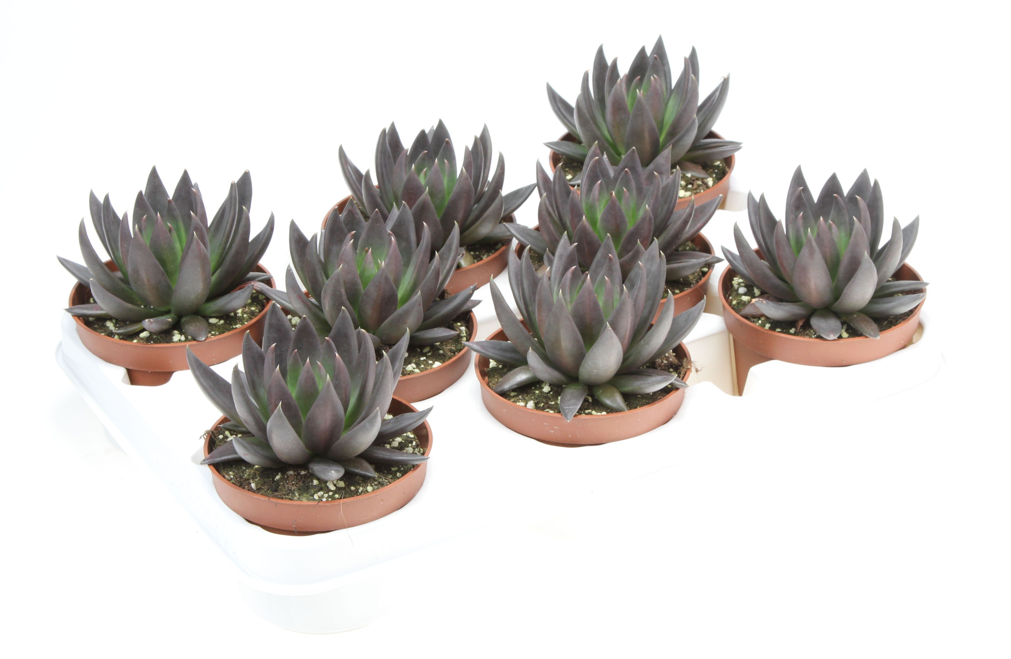 Echeveria affines, D 10,5