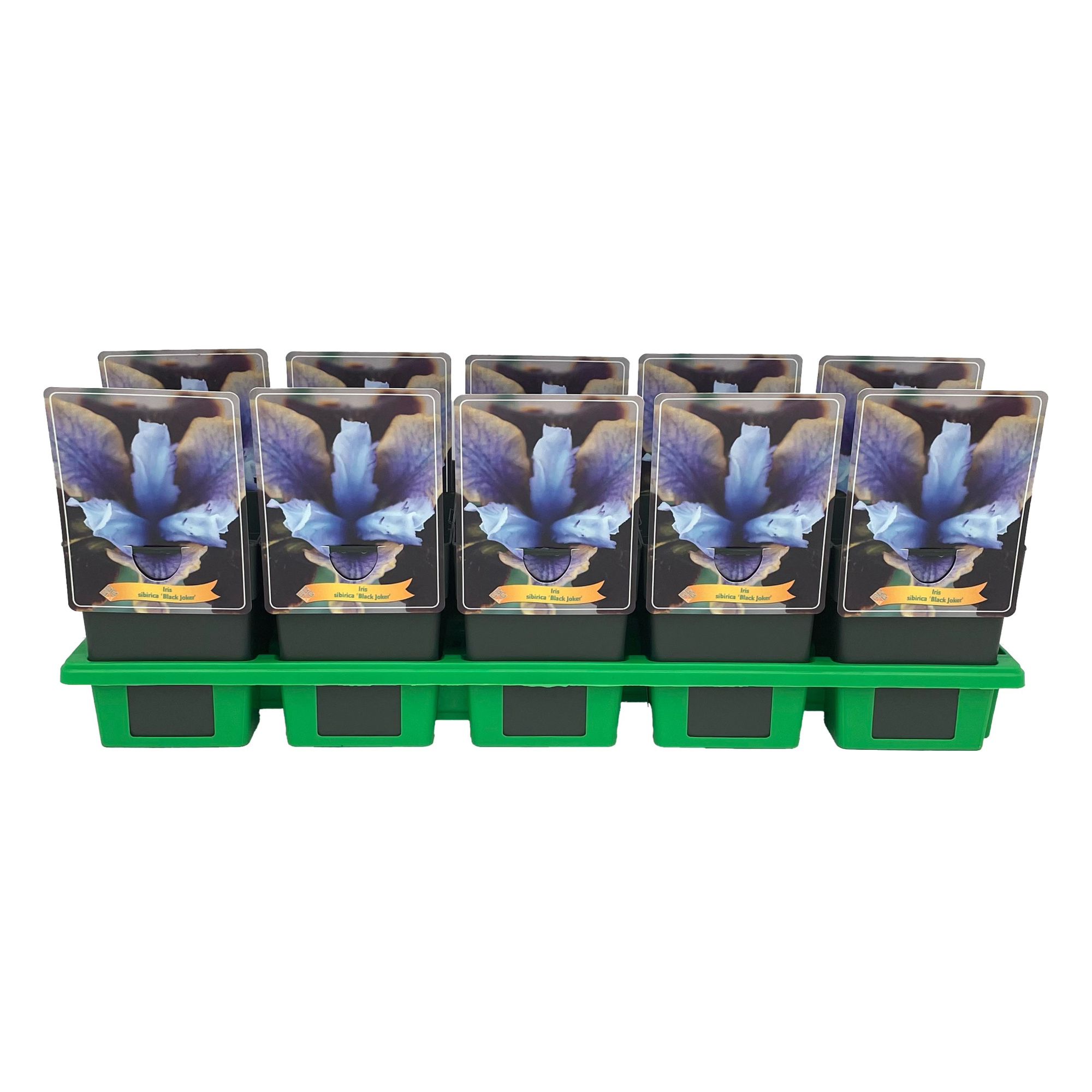 Iris Sibirica 'Black Joker' P11, D 11