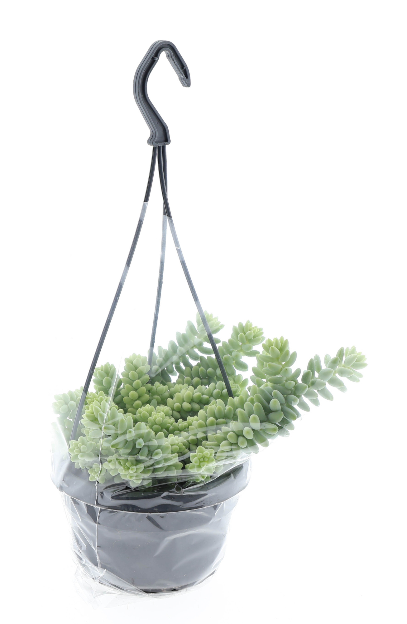 Sedum burrito hangpot, D 14