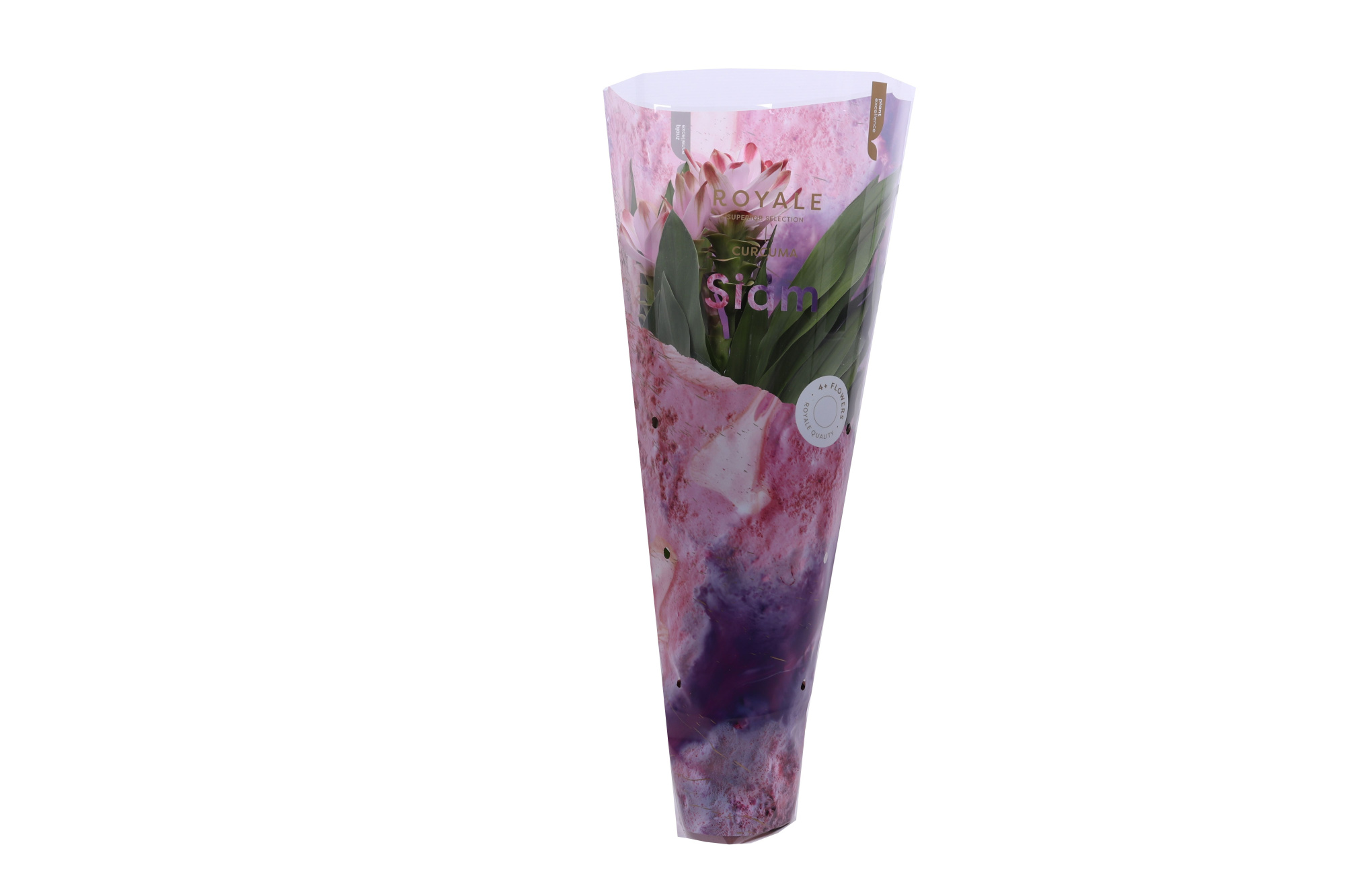 Royale - Curcuma Siam Salsa 14cm 6+ bloem, D 14